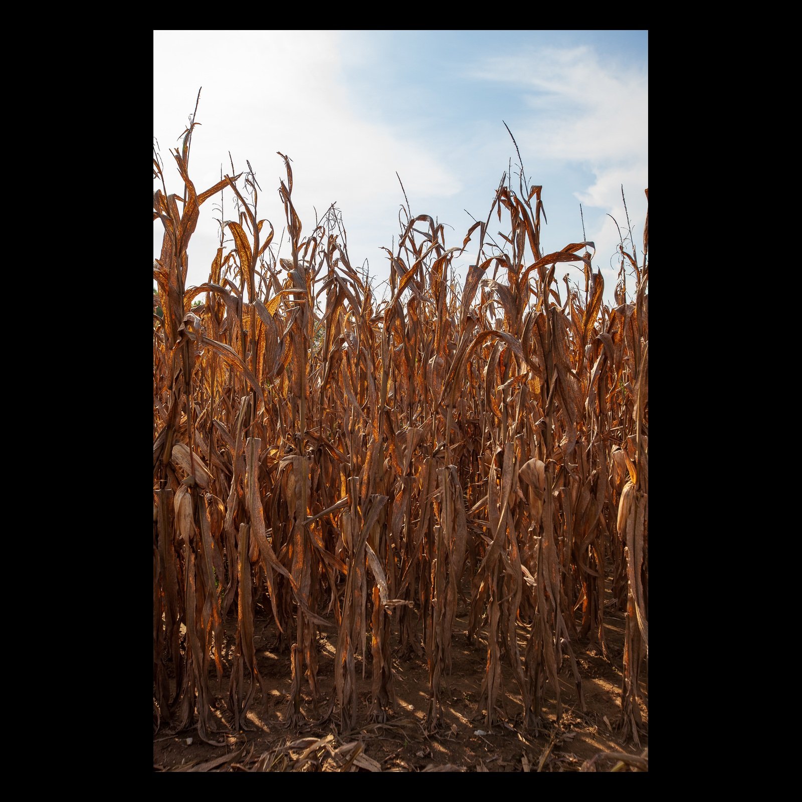 Full-frame black presentation thumbnail of Dry Season, showing a dense stand of dry corn rises vertically beneath a pale overcast sky