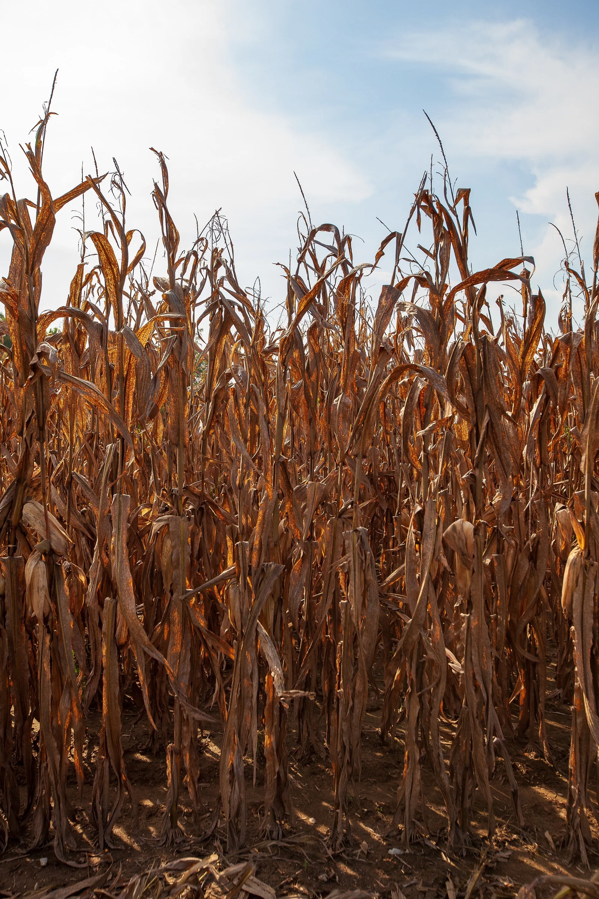 Complete uncropped artwork for Dry Season, showing a dense stand of dry corn rises vertically beneath a pale overcast sky
