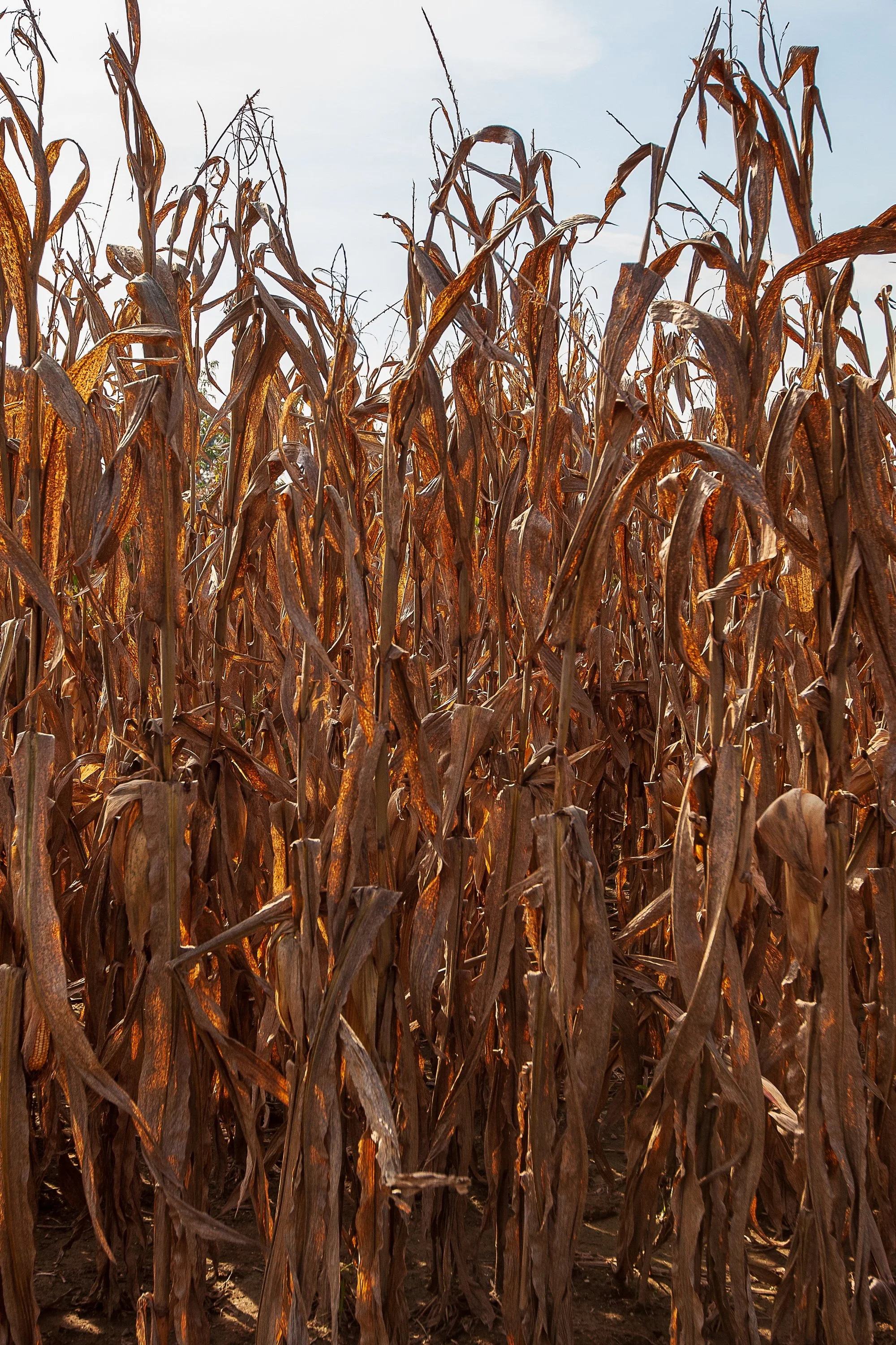 Detail crop from Dry Season, emphasizing bent leaves and darker stalks distinguish individual forms within the mass