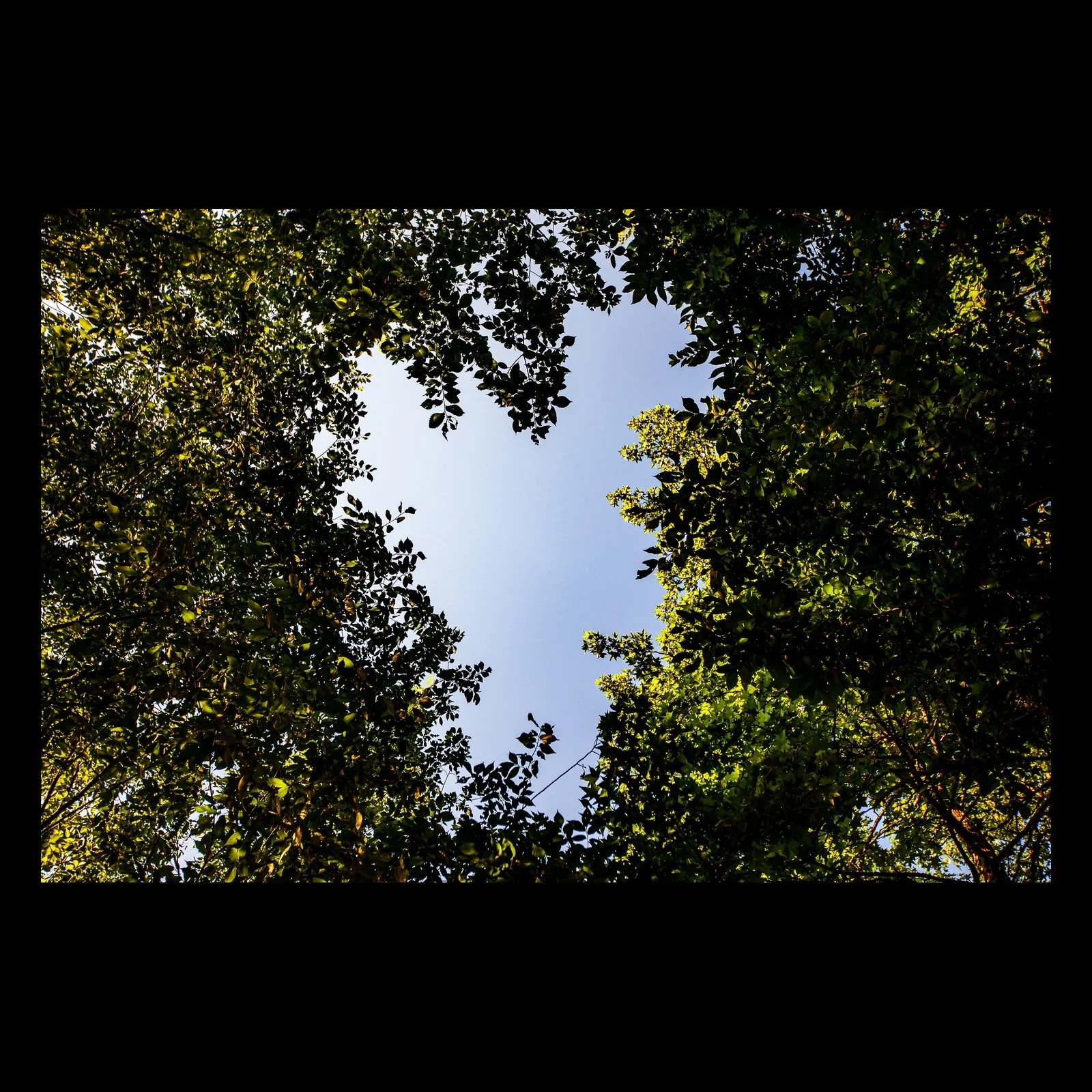 Full-frame black presentation thumbnail of Looking Up, showing a ring of green leaves and dark branches opens around a clear patch of sky