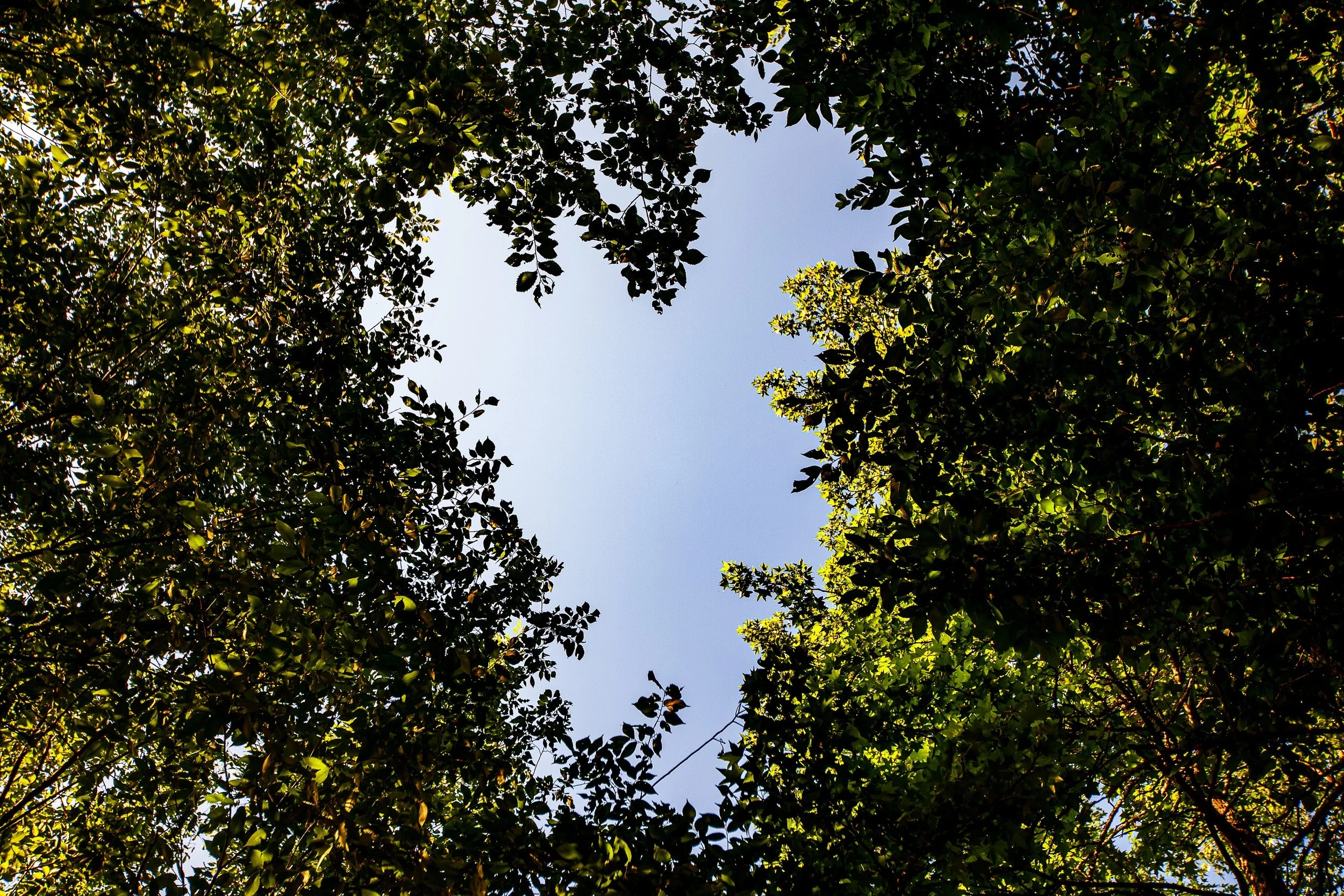 Complete uncropped artwork for Looking Up, showing a ring of green leaves and dark branches opens around a clear patch of sky