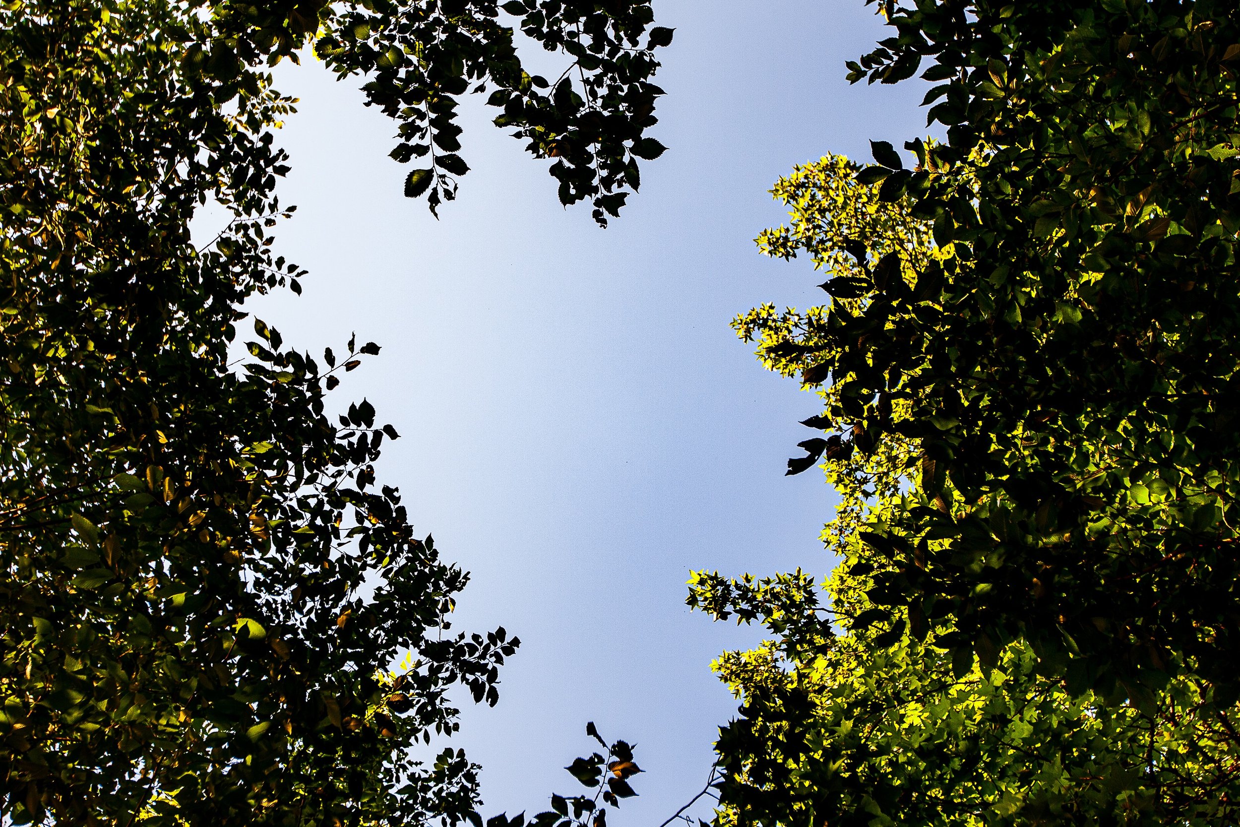 Detail crop from Looking Up, emphasizing different leaf densities make the circular opening feel irregular and alive