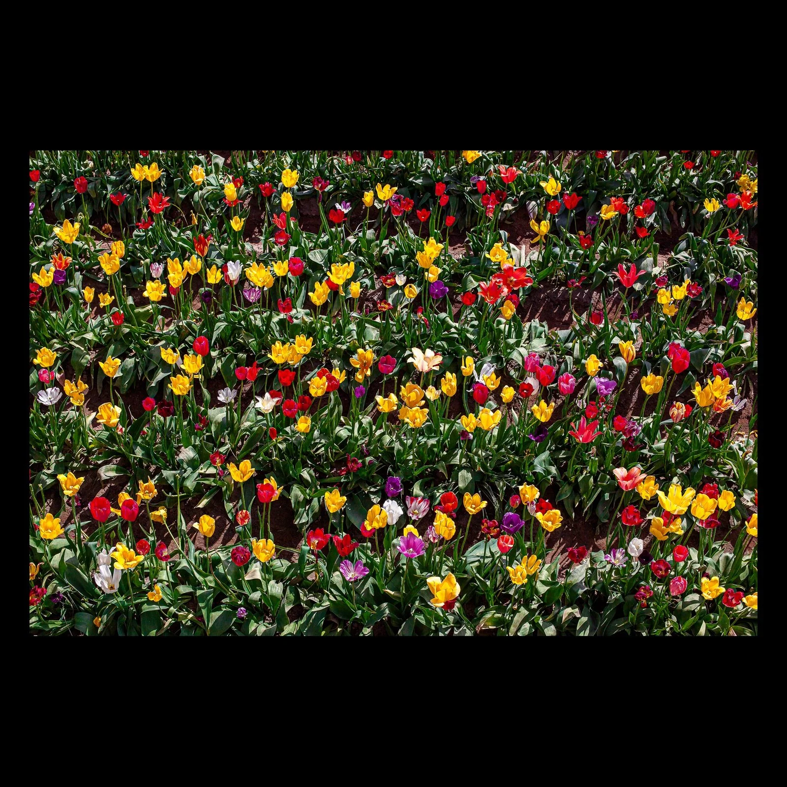 Full-frame black presentation thumbnail of Unruly Color, showing a dense field of red, yellow, white, and purple flowers fills the frame