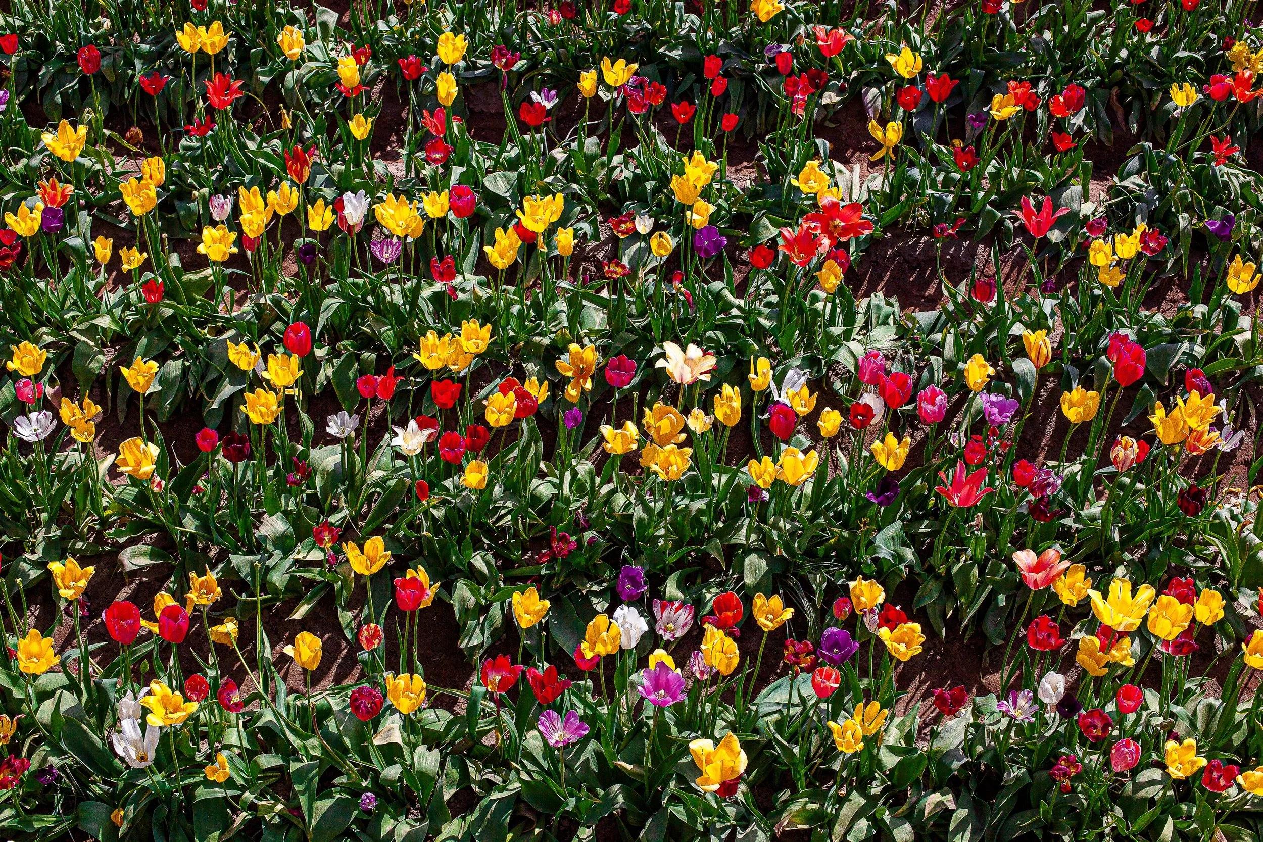 Complete uncropped artwork for Unruly Color, showing a dense field of red, yellow, white, and purple flowers fills the frame