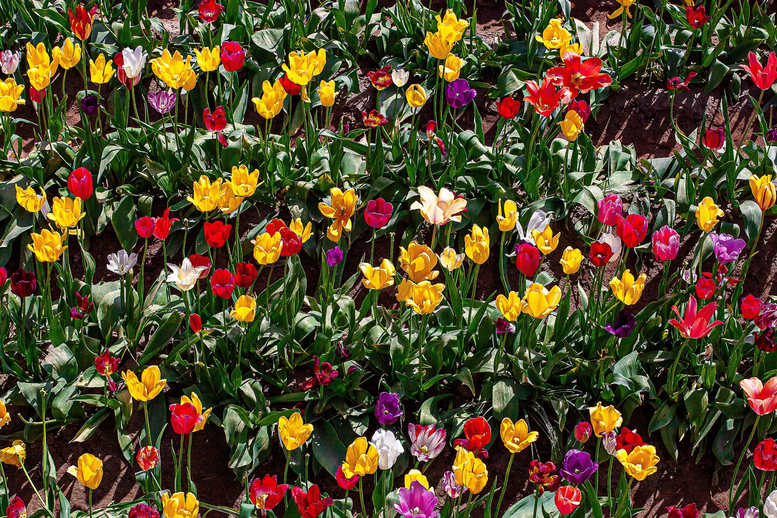 Detail crop from Unruly Color, emphasizing different heights and dark spaces between flowers give the surface depth