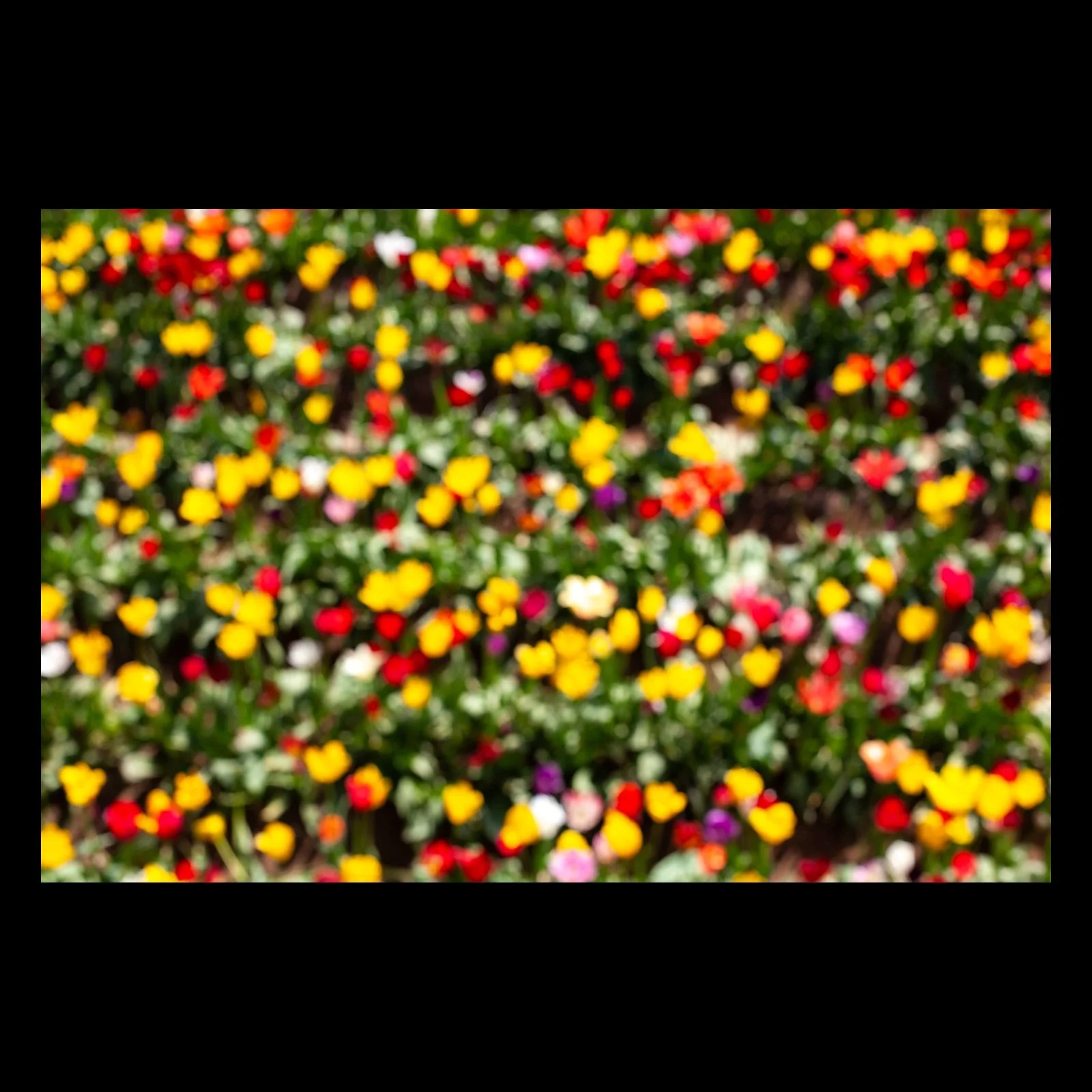 Full-frame black presentation thumbnail of Garden Out of Focus, showing a flower garden dissolves into soft circles of red, yellow, white, and green
