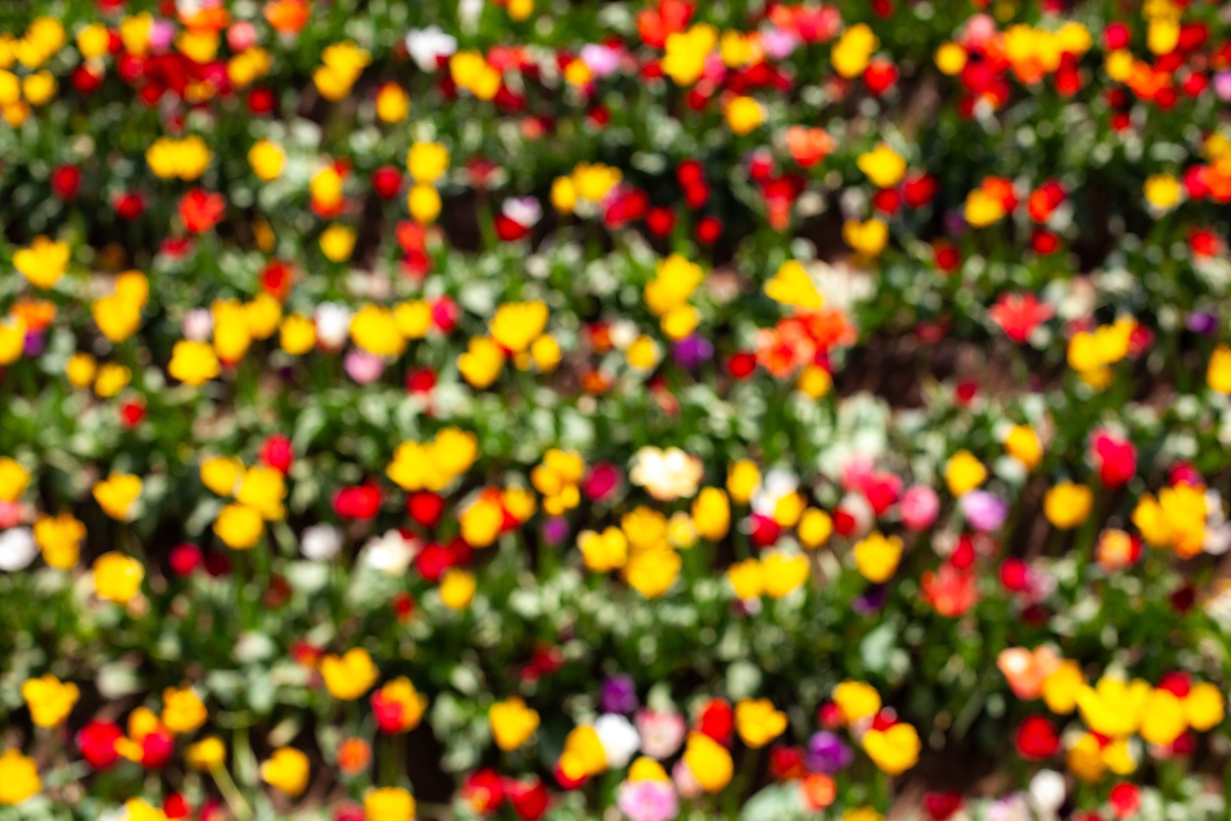 Complete uncropped artwork for Garden Out of Focus, showing a flower garden dissolves into soft circles of red, yellow, white, and green