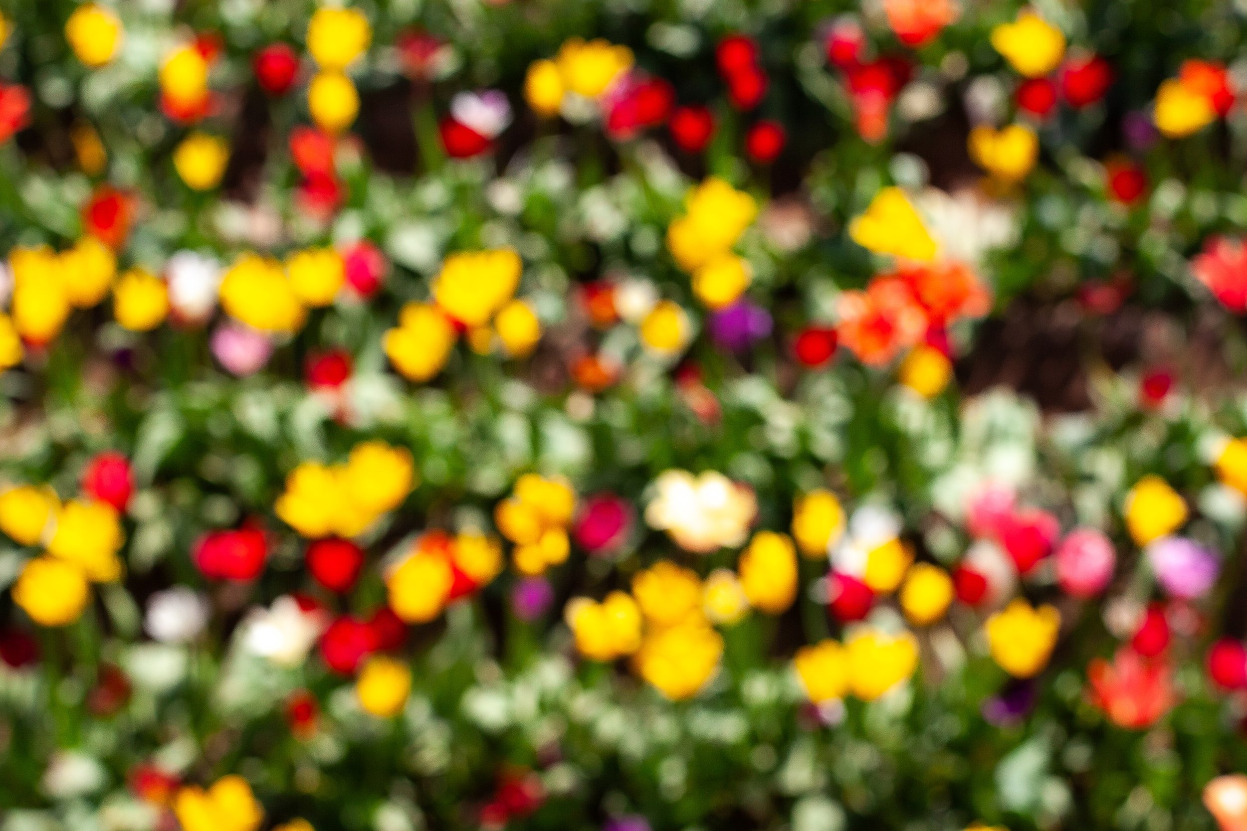 Detail crop from Garden Out of Focus, emphasizing a few sharper stems provide just enough structure inside the blur