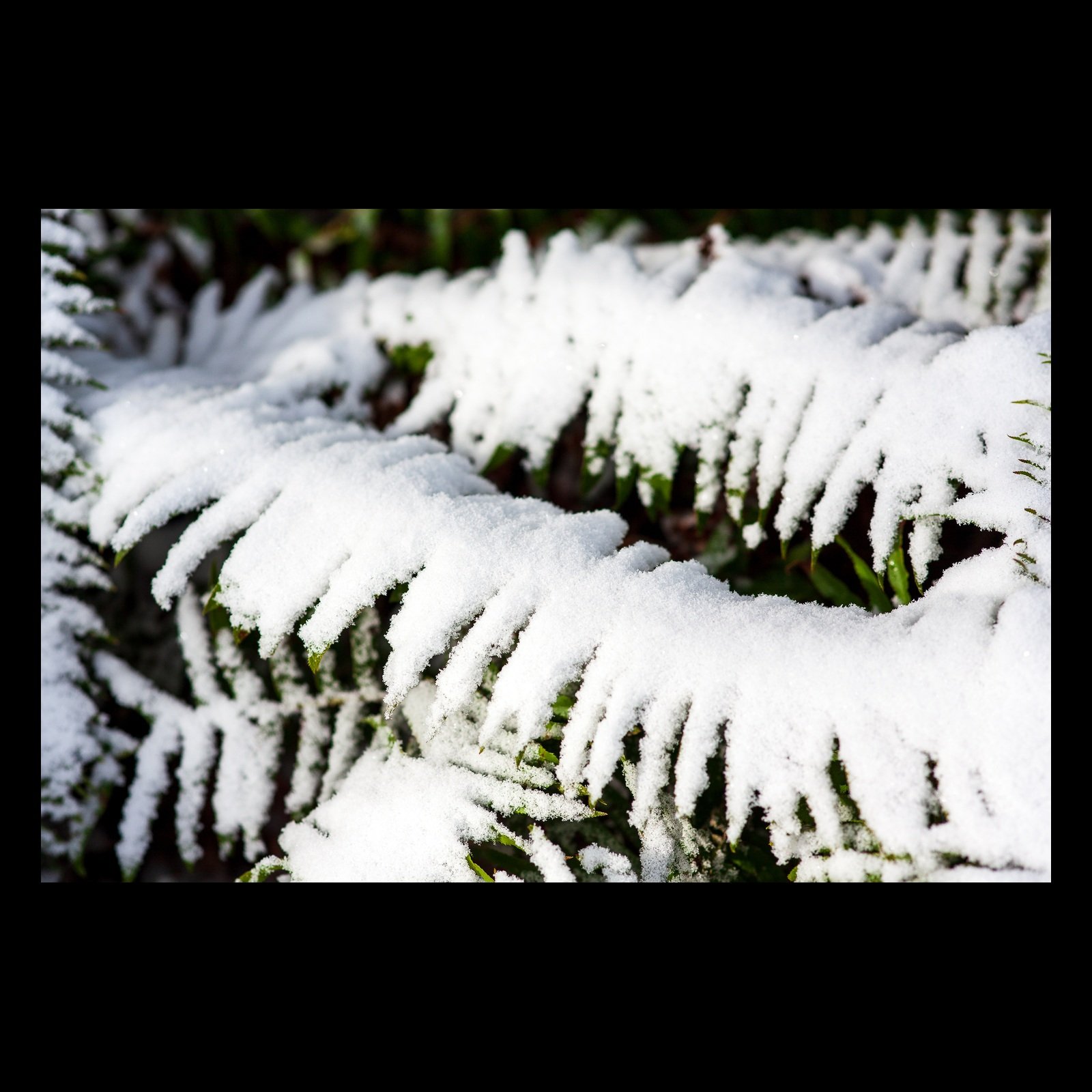 Full-frame black presentation thumbnail of Winter Ferns, showing snow settles across layered fern fronds, leaving green edges visible beneath white