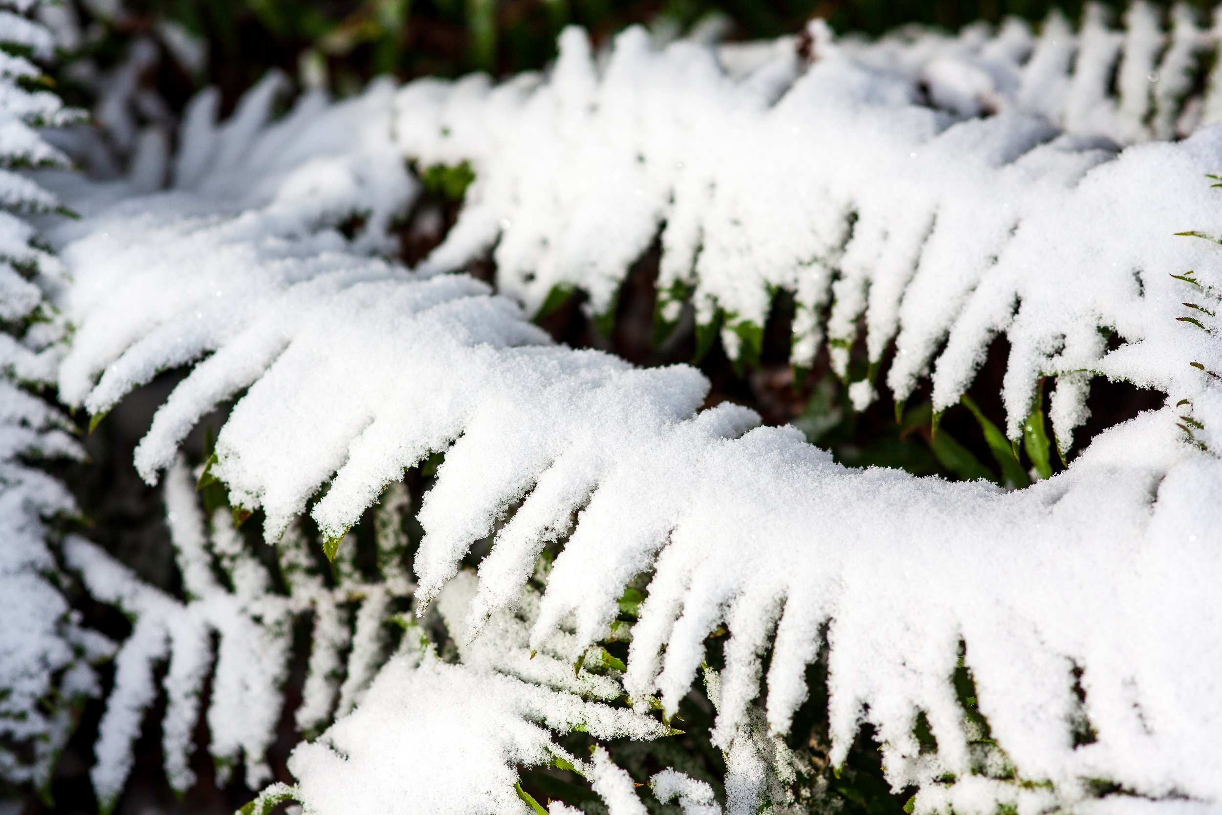 Complete uncropped artwork for Winter Ferns, showing snow settles across layered fern fronds, leaving green edges visible beneath white