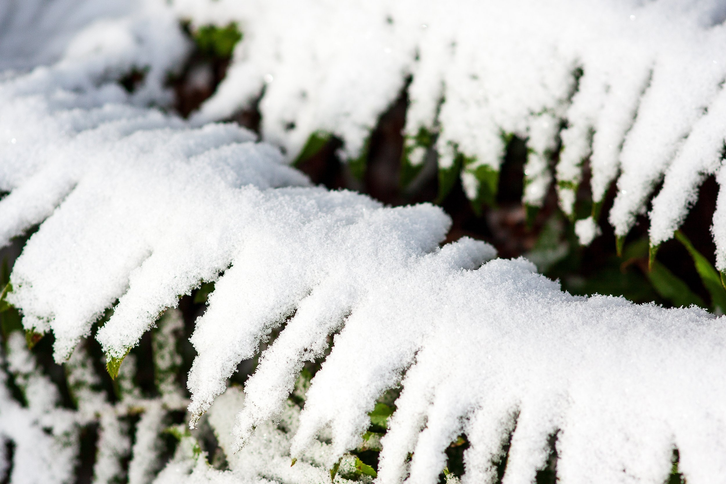 Detail crop from Winter Ferns, emphasizing individual leaflets and melting gaps reveal the boundary between seasons