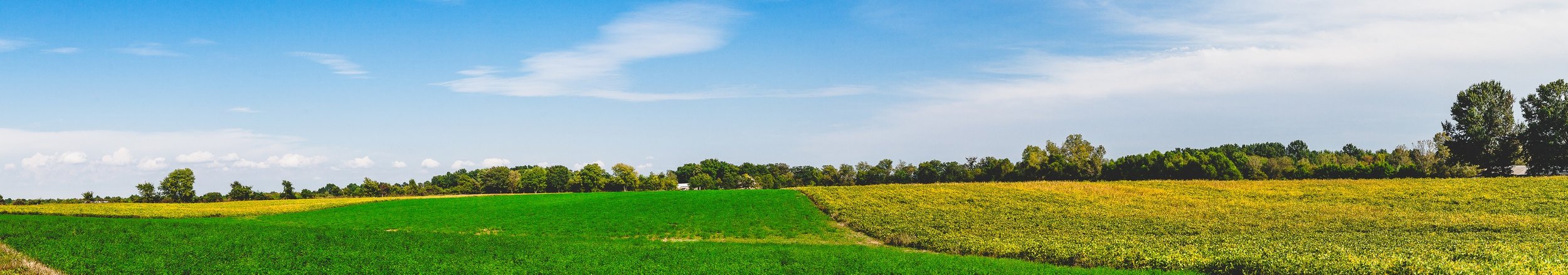 Detail crop from Road Through Green, emphasizing utility poles and distant trees add measured intervals across the panorama
