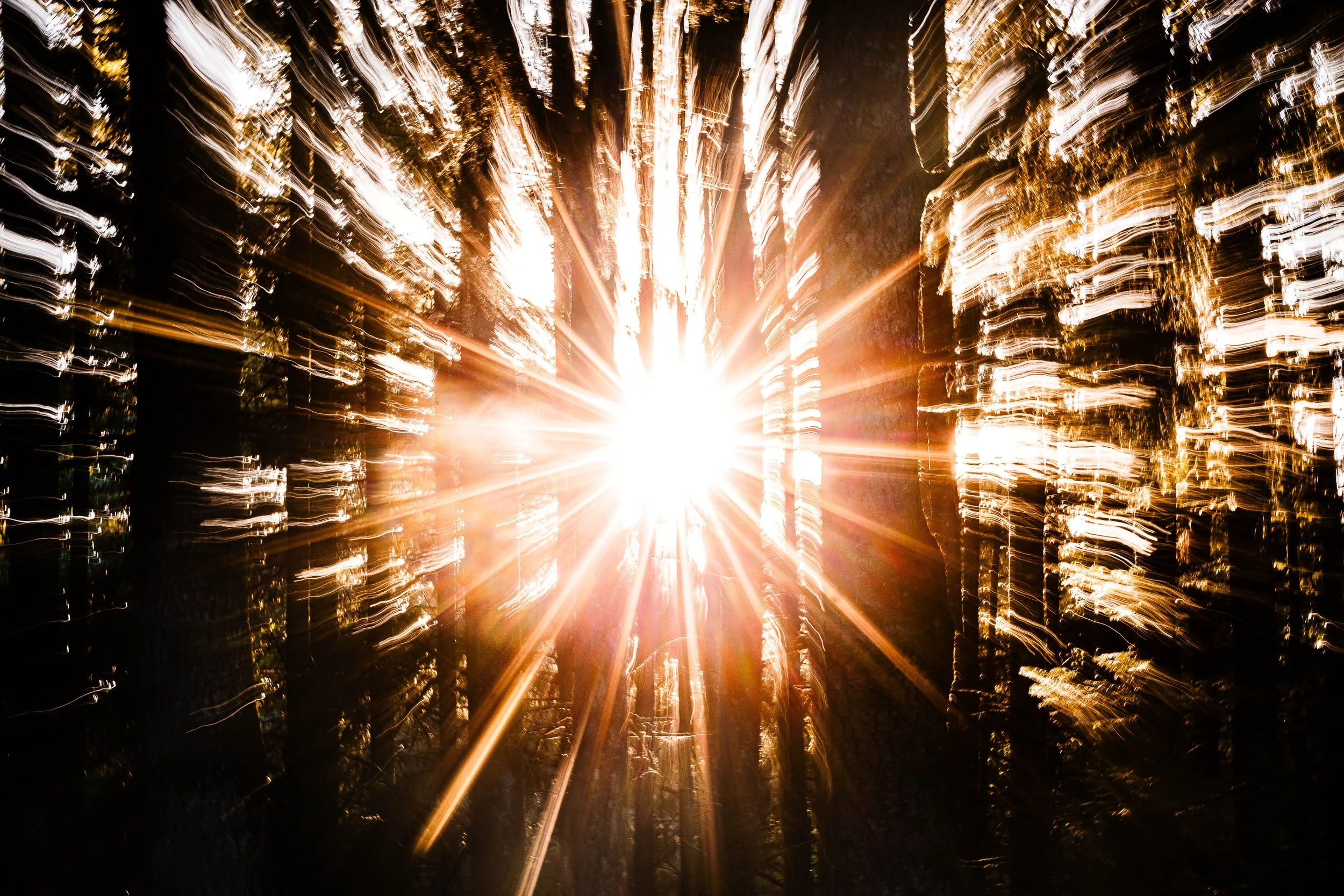 Beyond, an abstract forest photograph of radiant sunlight and moving trees by Skooter Schultz