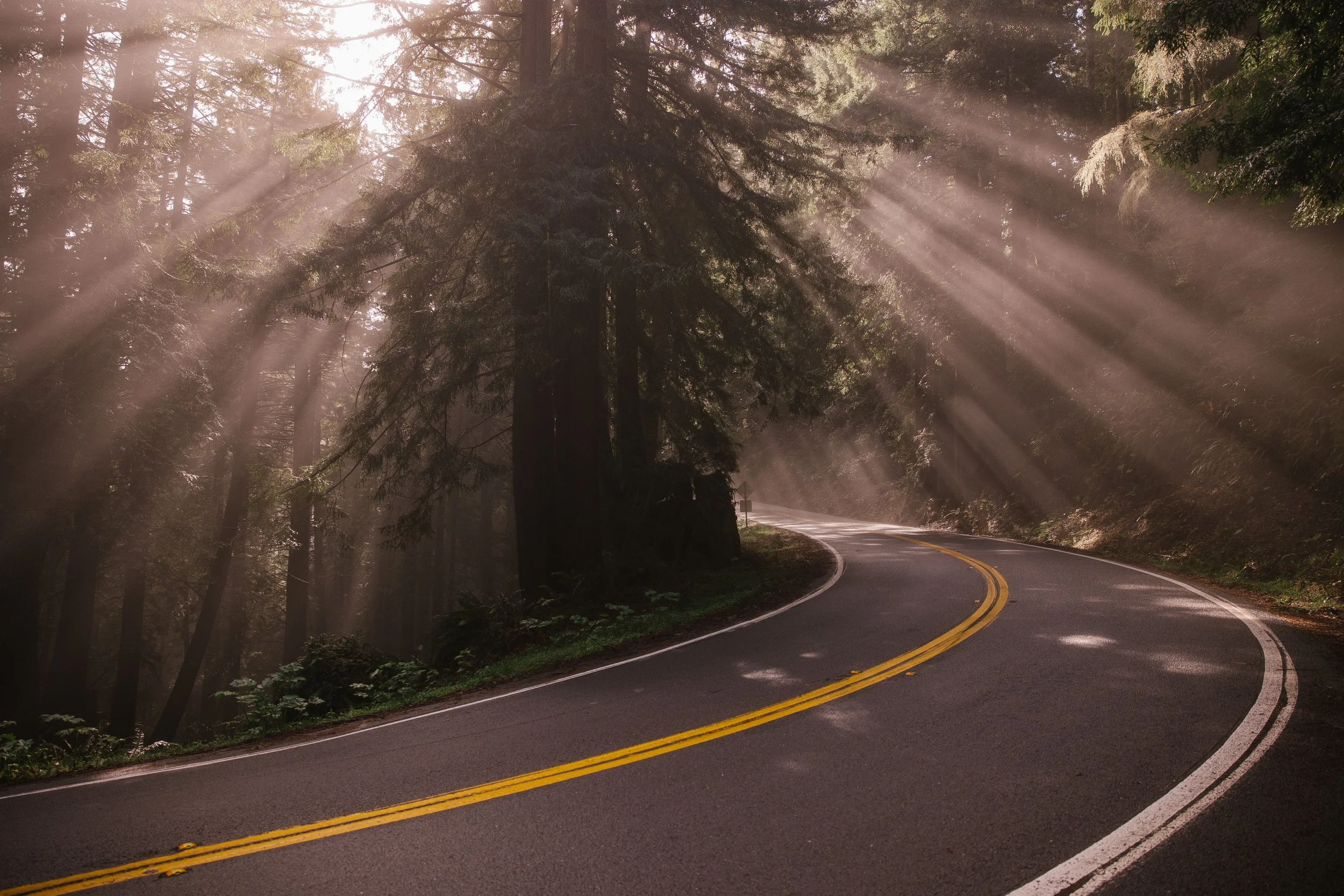 Redwood Odyssey, sunbeams filtering through a redwood forest above a curving road, photographed by Skooter Schultz