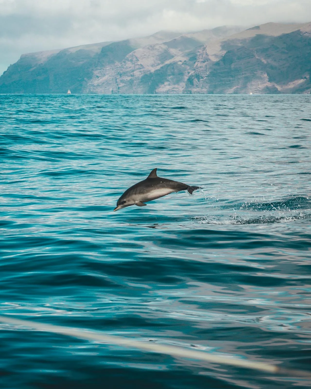 These Dolphins, Sharks, and Whales May Go Extinct