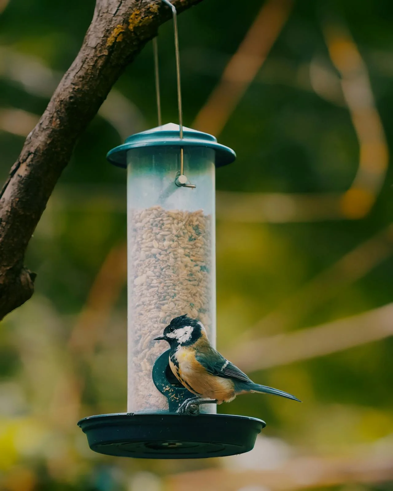 How to Help the Wildlife in Your Backyard