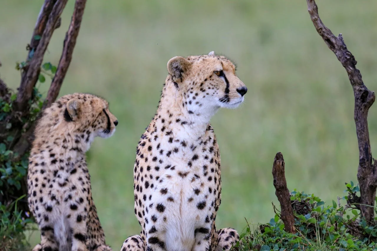 Reintroducing Endangered Species into the Wild