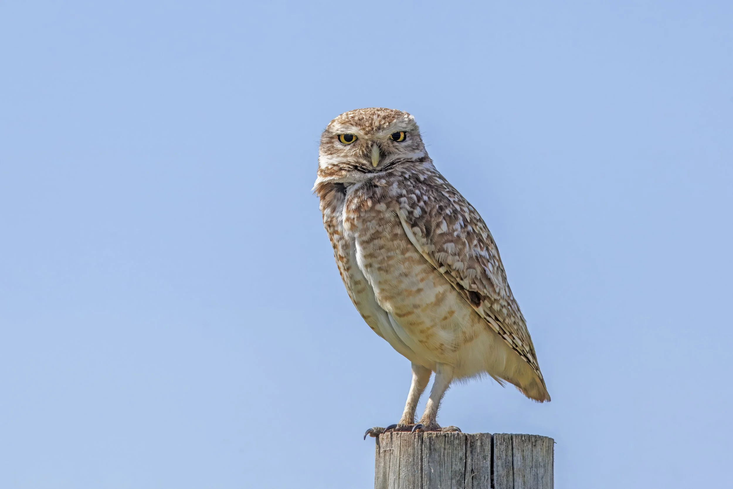 Burrowing Owl.jpg