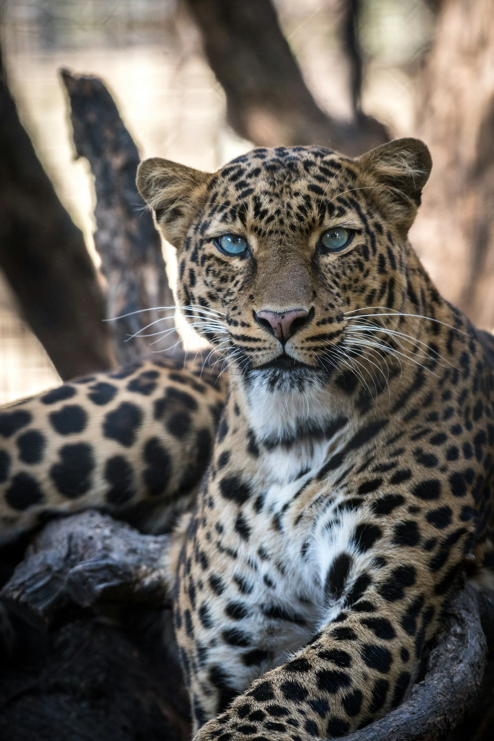 Reintroducing Endangered Species into the Wild