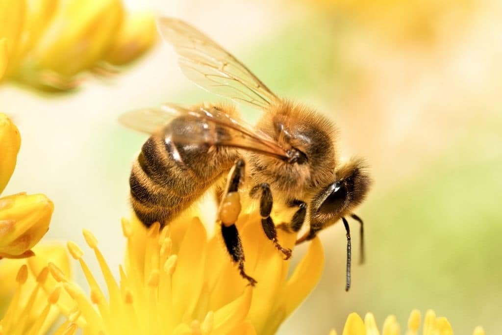A Look at How Climate Change Is Adversely Impacting Bees