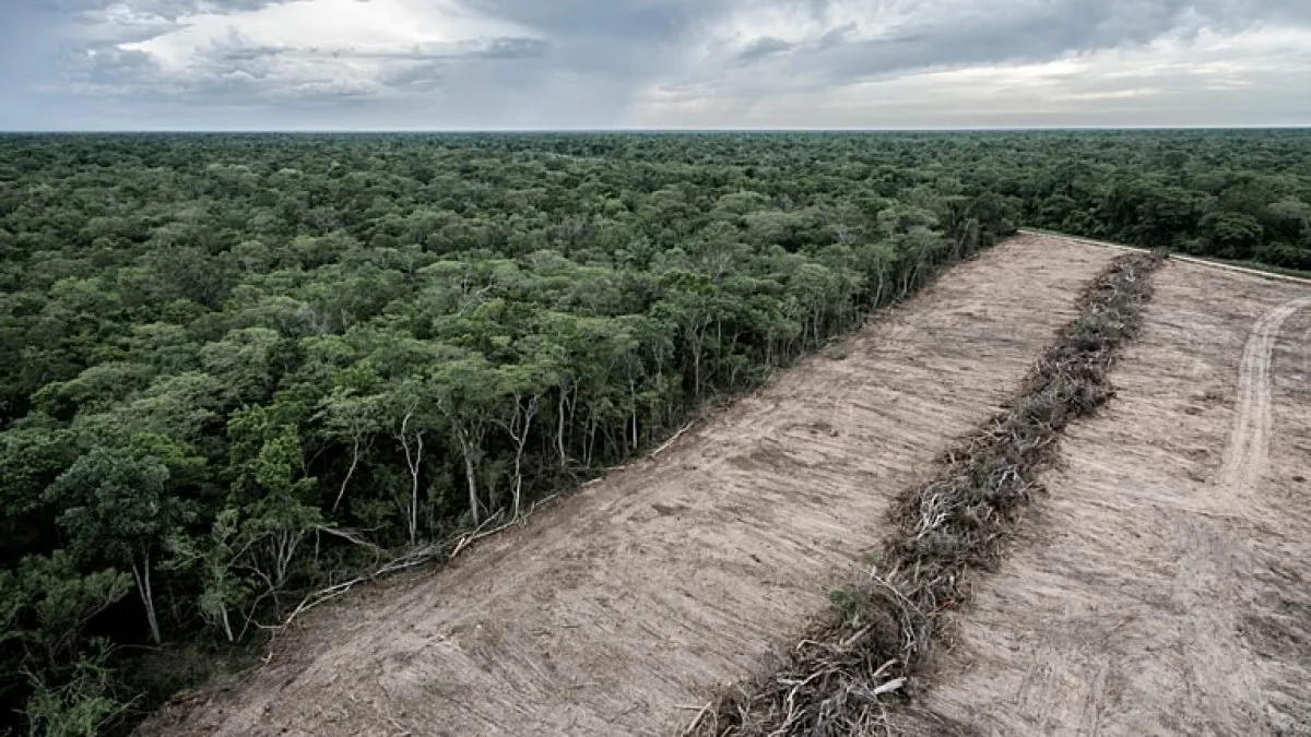 Deforestation.jpg