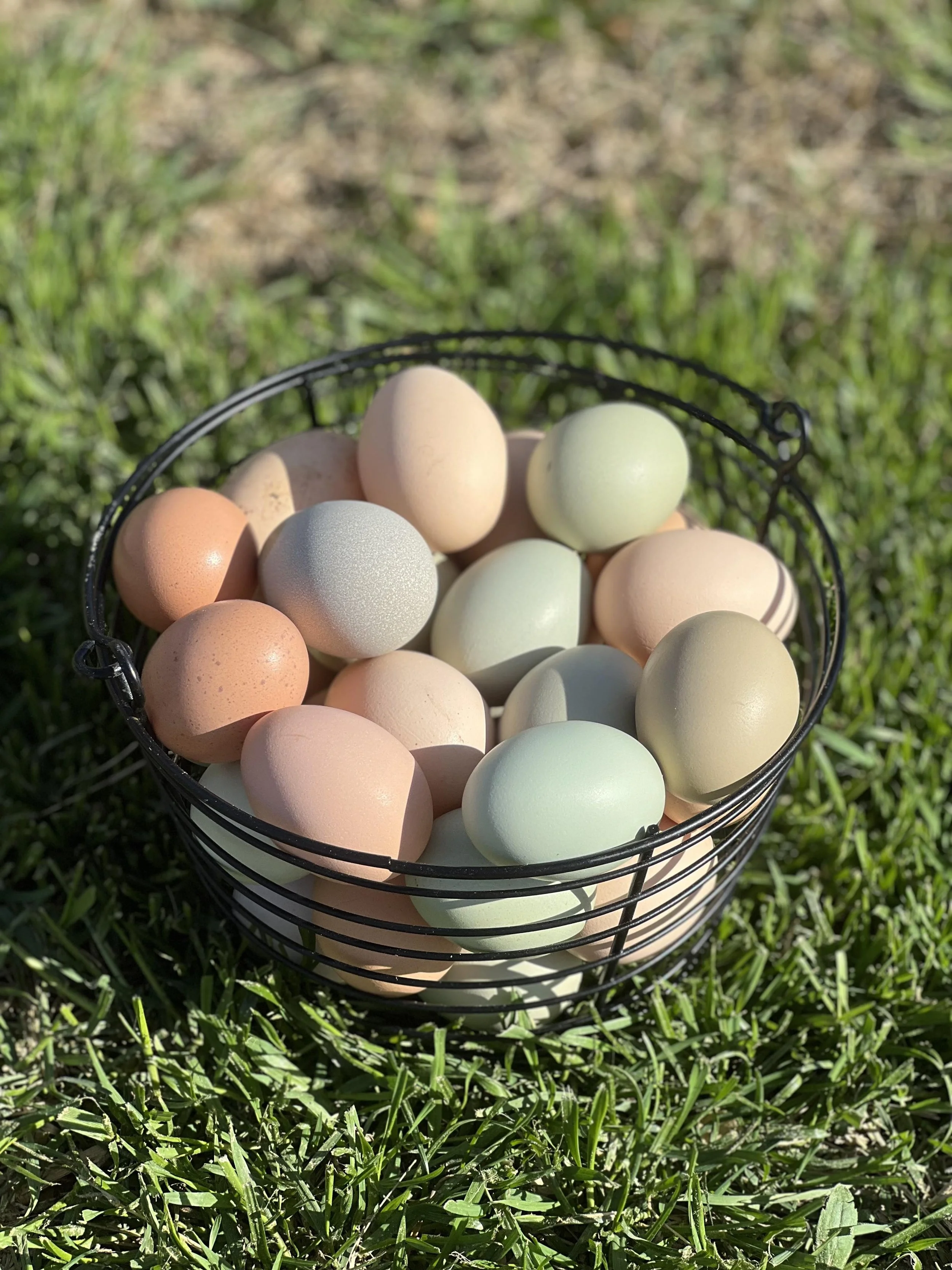 Pasture Raised Eggs (1 dozen)