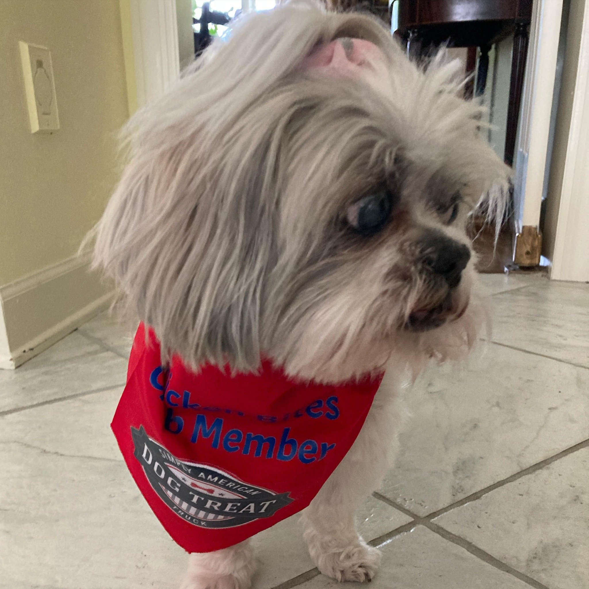 Darby Scott wears her Chicken Bites Club bandana like the Queen that she is. Join the Chicken Bites Club by ordering Chicken Bites from our website. Better yet&hellip; subscribe and receive them monthly! #chickenbites #chickenbitesclub #singleingredi
