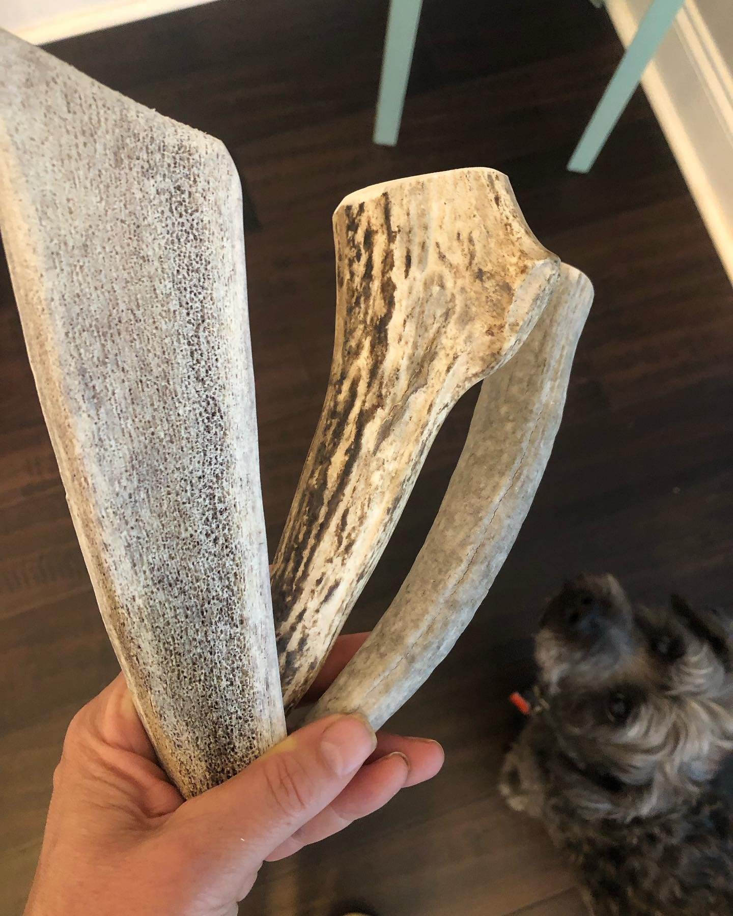 RESTOCK ALERT: Naturally Shed Elk Antlers. Cooper approved. Elk Antlers are perfect for power chews and anxious chewers. My Teddy gnaws on his split antler and loves the marrow. Get yours from our web store, @belmontnc_farmersmarket @denver_nc_farmer