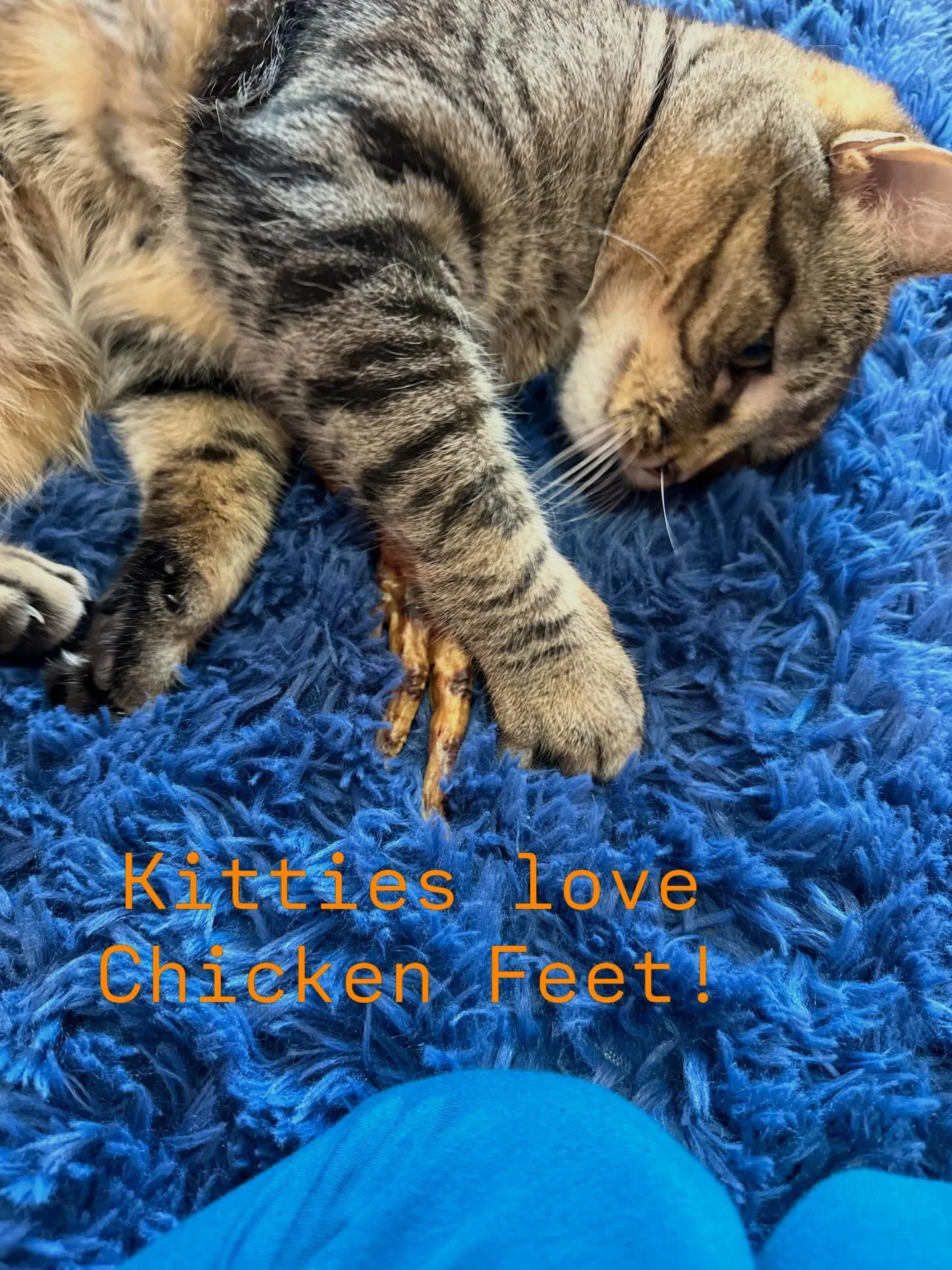 Chicken Feet are great for dogs and cats too! Dehydrated, locally sourced, crunchy and, evidently, fun to roll around with. Get your Chicken Feet online (link above) and at next week&rsquo;s markets. **PRO TIP:  Buy 12, get the 13th FREE aka A Barker