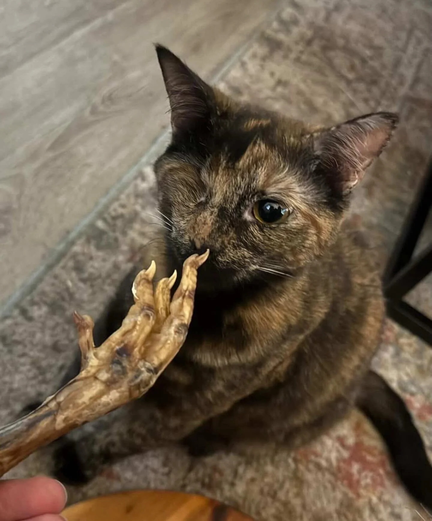 Yes! Kitties love Dehydrated Chicken Feet. Pretty Mabel sniffed, batted about and was last seen gnawing on hers. Cat Parents: take note&hellip;. #chickenfeet #cattreats #mabel #farmersmarketfinds