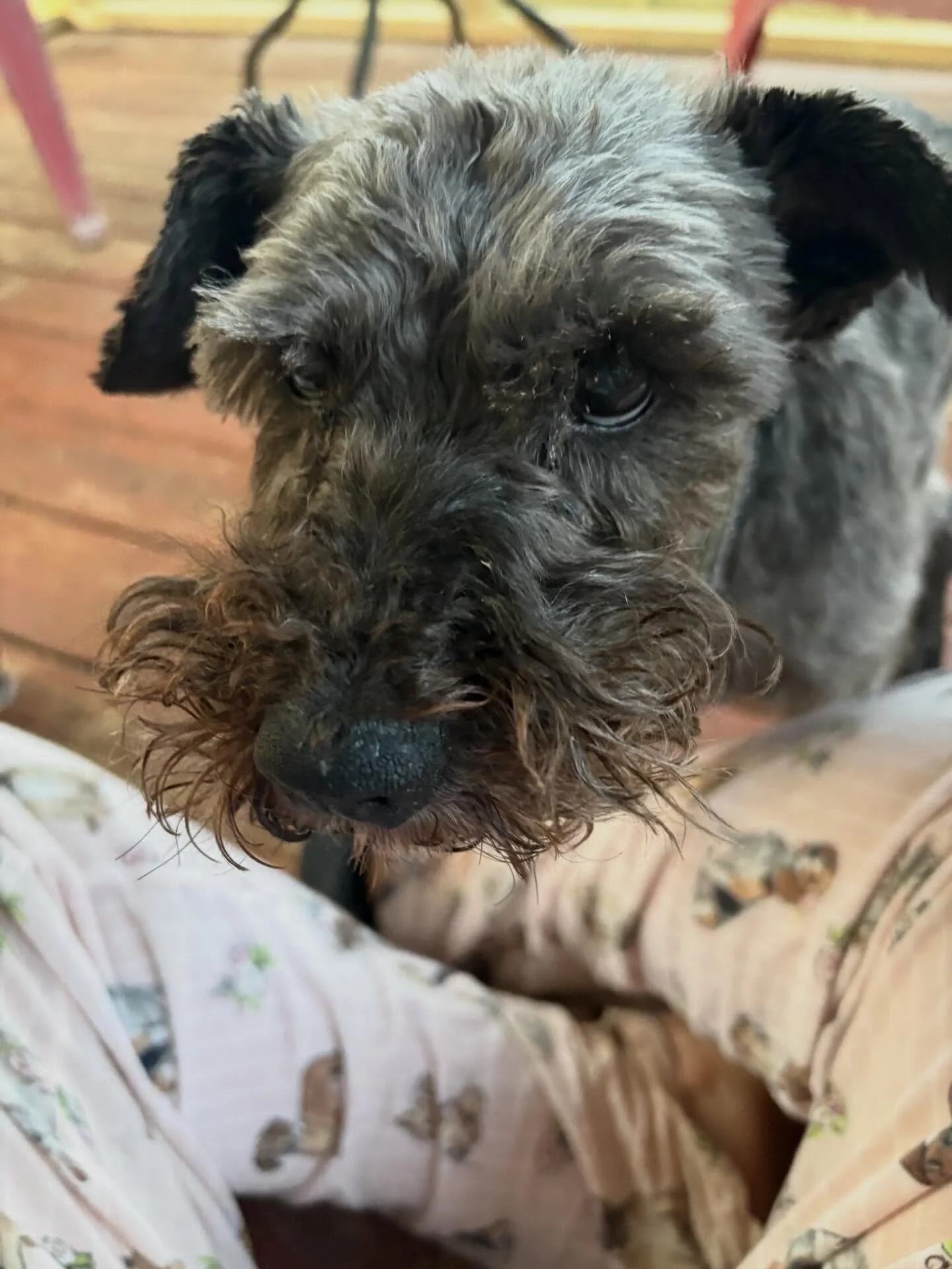 Sunday morning porch time with the 12 year olds. Cool. Singing birds. Cuddles. The best way to start a market day. See you soon @belmontnc_farmersmarket and @charlotteregionalfarmersmarket