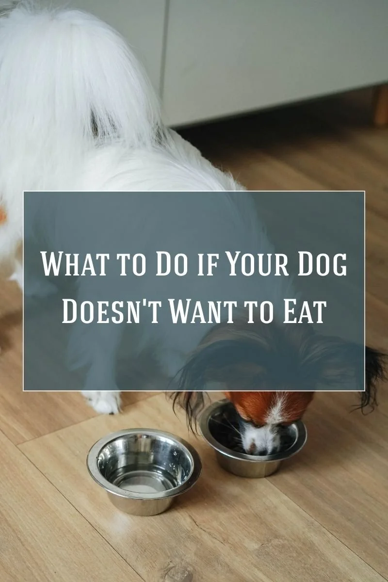 What to Do if Your Dog Doesn't Want to Eat