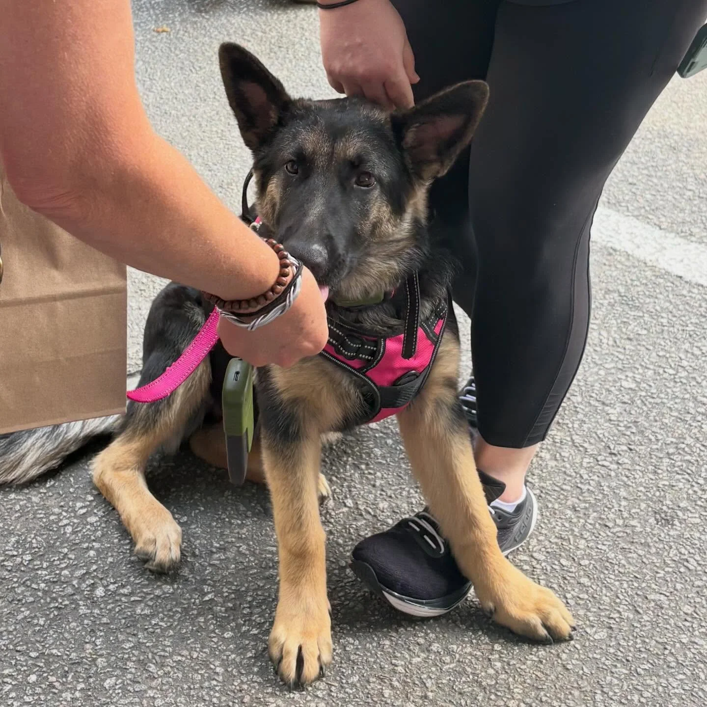 DOG MATH: puppy + Minnow Munchers= happiness

Single ingredient, dehydrated minnows pack a taste punch. Super lightweight for dogs with dental issues. Or dogs that love fish. Buy your Minnow Munchers from our webstore and at this week&rsquo;s markets