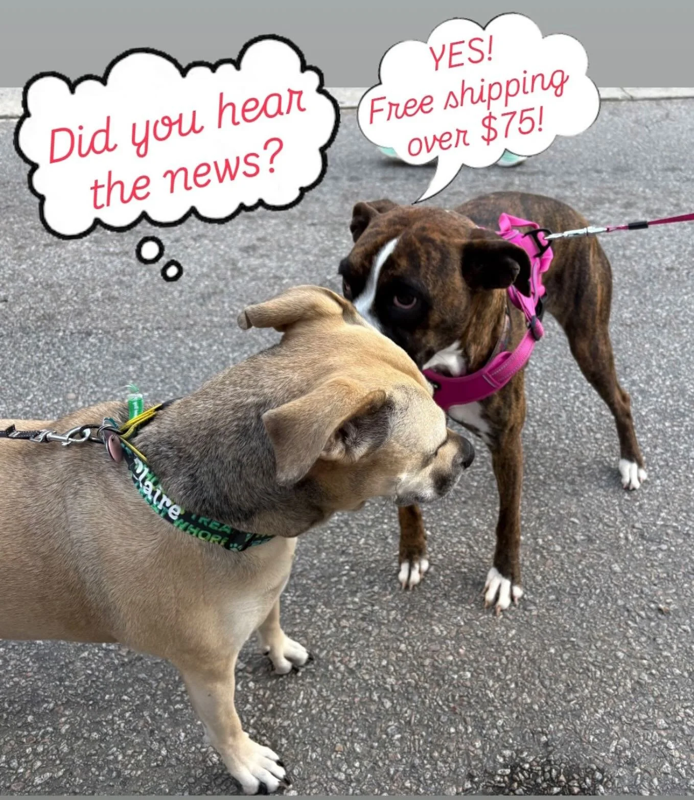 FREE SHIPPING on orders over $75.00 until 5/14. No code needed. Head to the website, click, pay, submit and wait. Your dogs will be so happy. #freeshipping #share