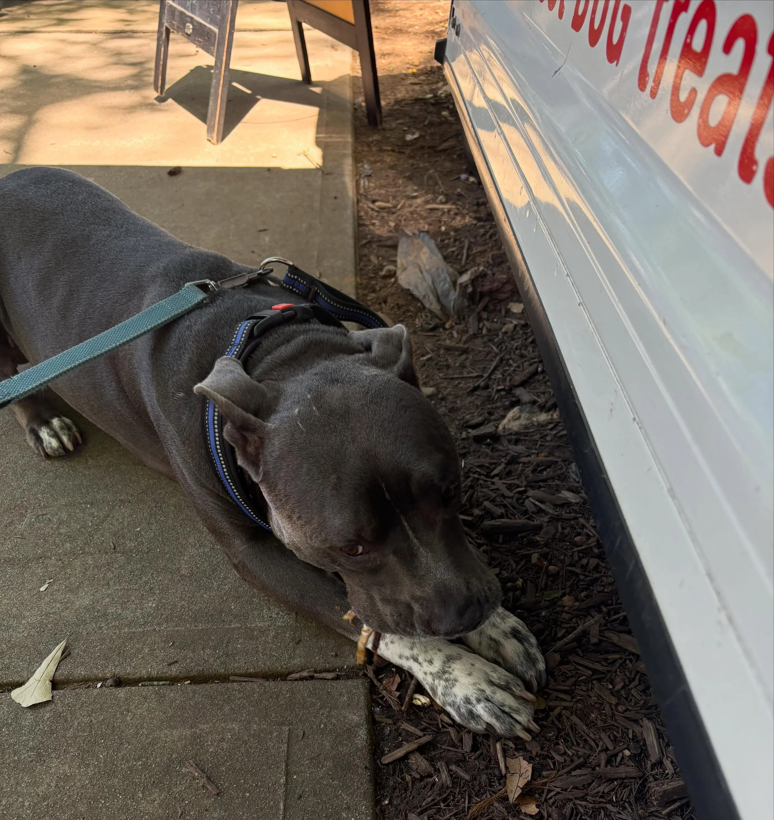 Dog Math Monday: Biggie + Chicken Foot= plop and crunch. 💯% correct! A+ !! #dogmath #chickenfoot #singleingredientdogtreats