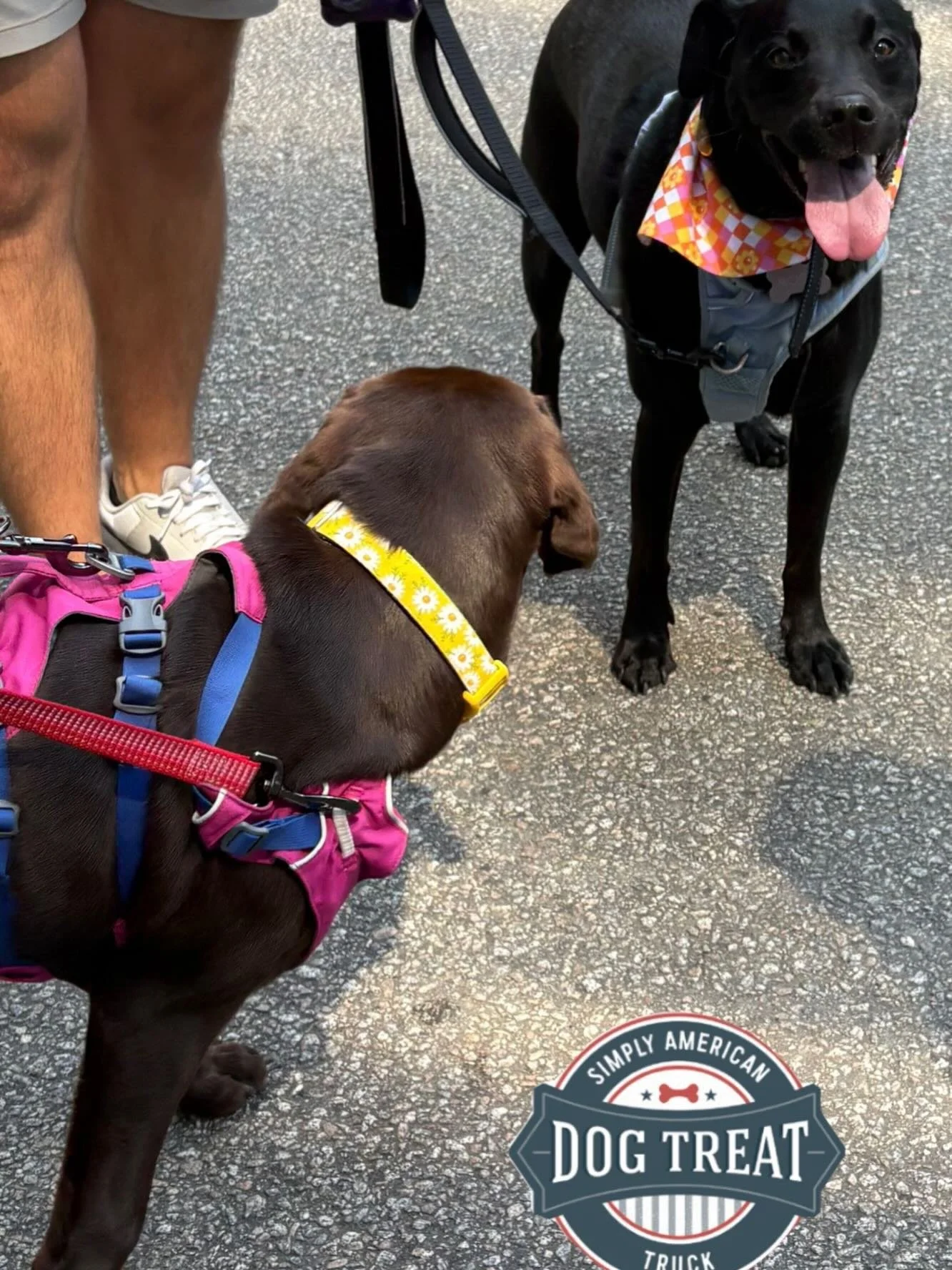 Dog Math Monday: 1 Chocolate Lab + 1 Black Lab= fun infinity! #infinity #labsofinstagram #dogmath
