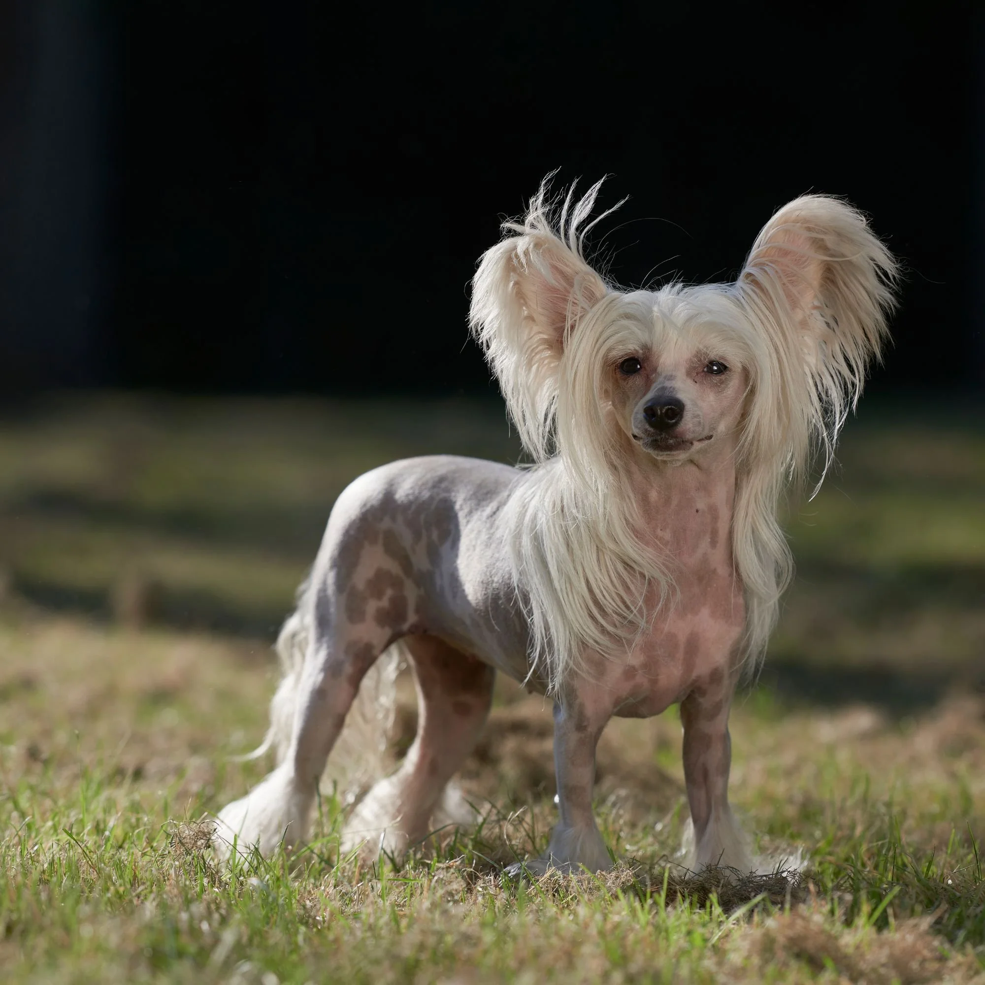 Chinese Crested Hypoallergenic Dogs