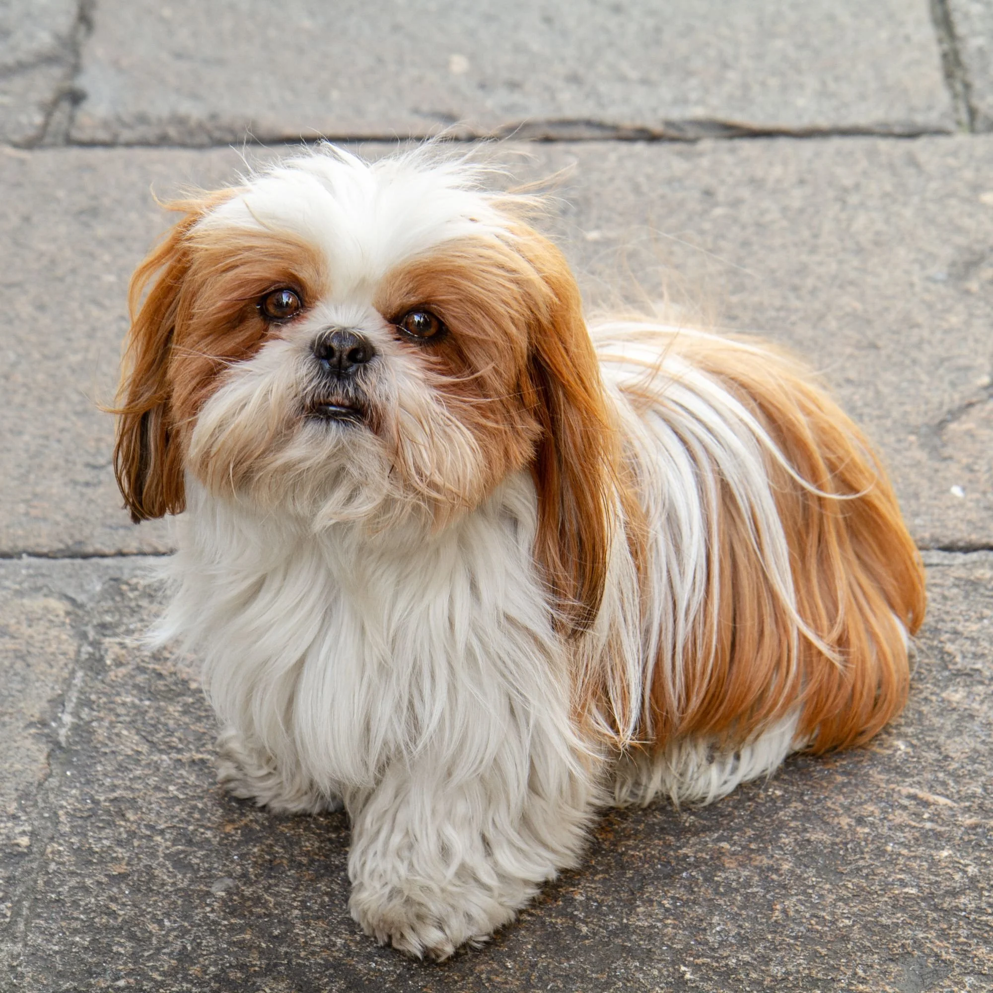 Shih Tzu Hypoallergenic Dogs