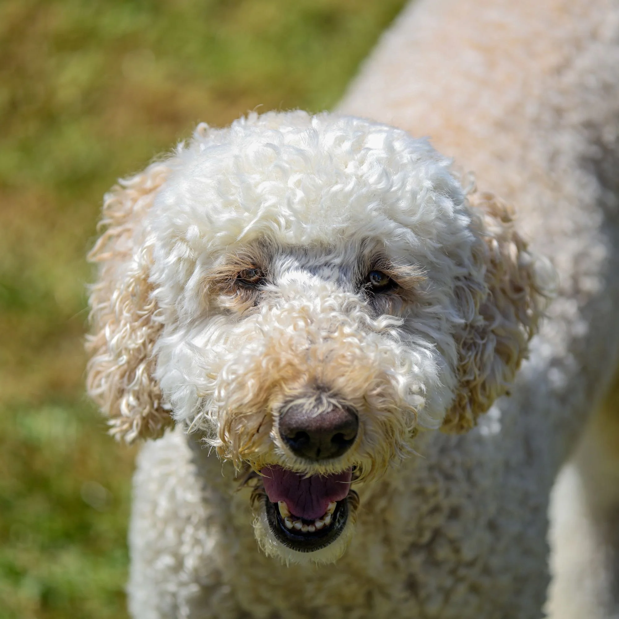 Labradoodle Hypoallergenic Dogs