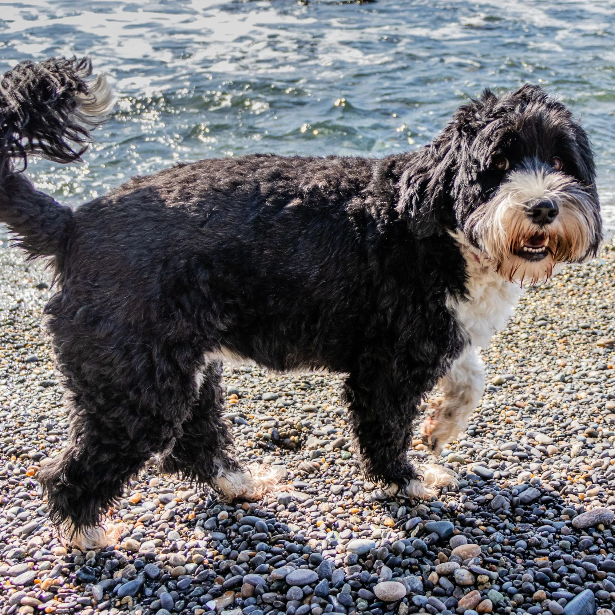 Portuguese Water Dog Hypoallergenic Dogs