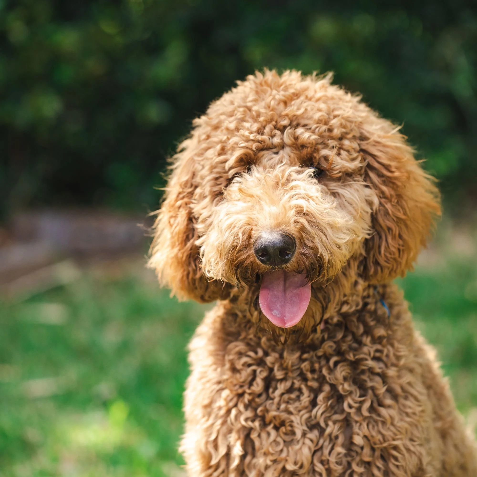 Goldendoodle Hypoallergenic Dogs