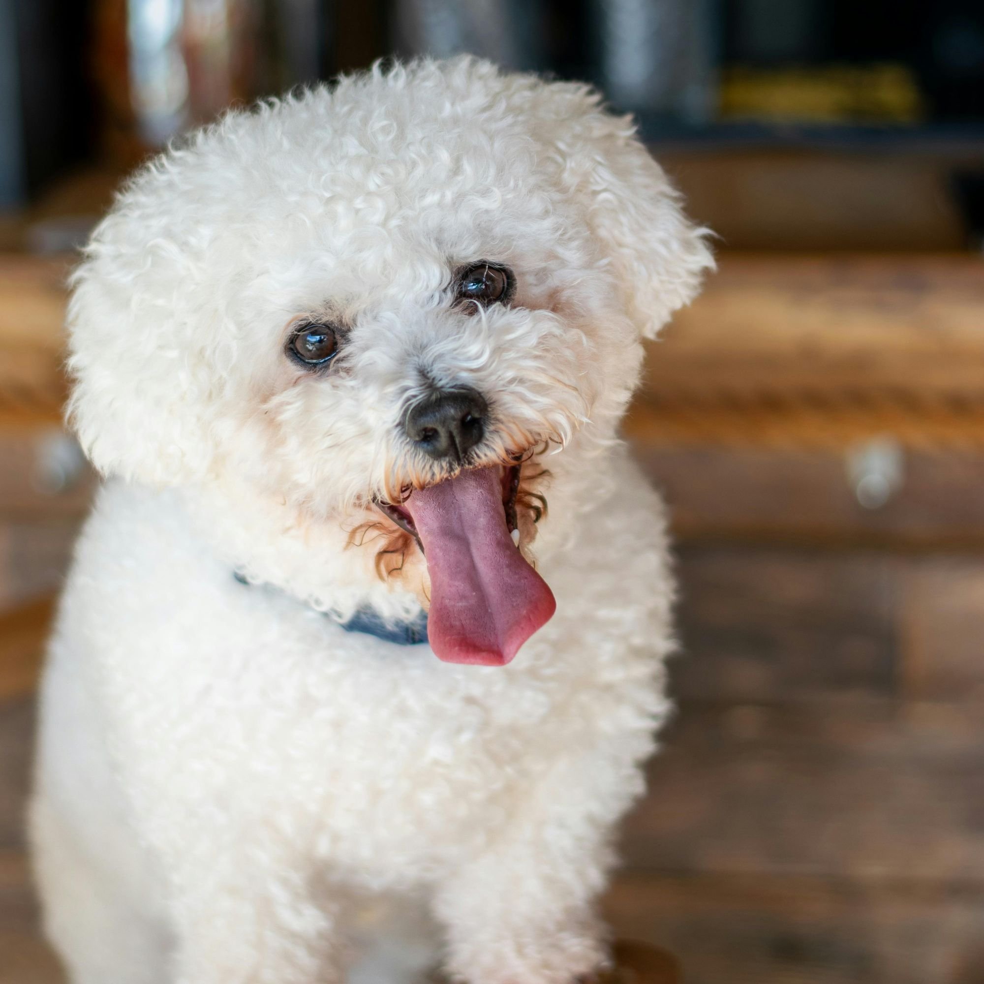 Bichon Frise Hypoallergenic Dogs