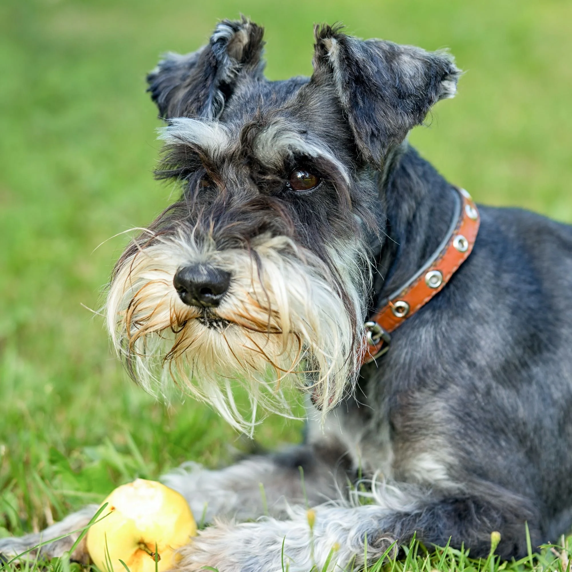 Schnauzer Hypoallergenic Dogs