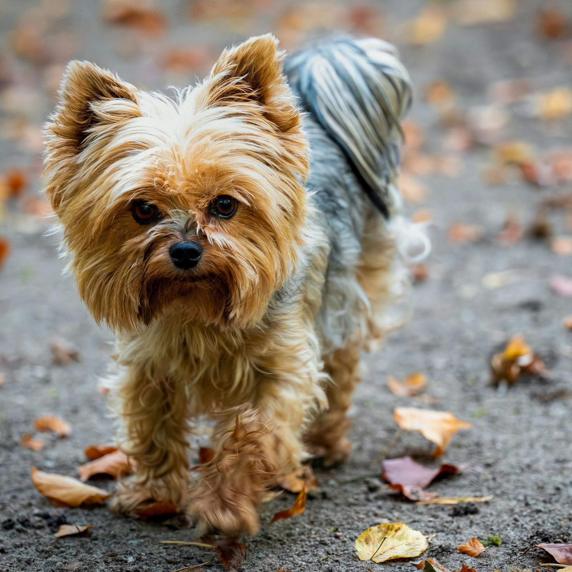 Yorkshire Terrier Hypoallergenic Dogs