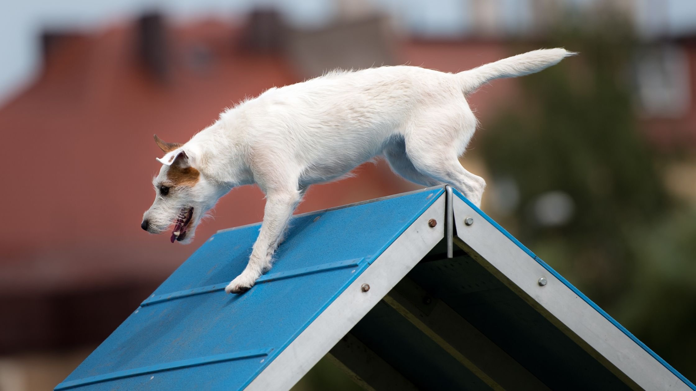 Beef collagen for dogs