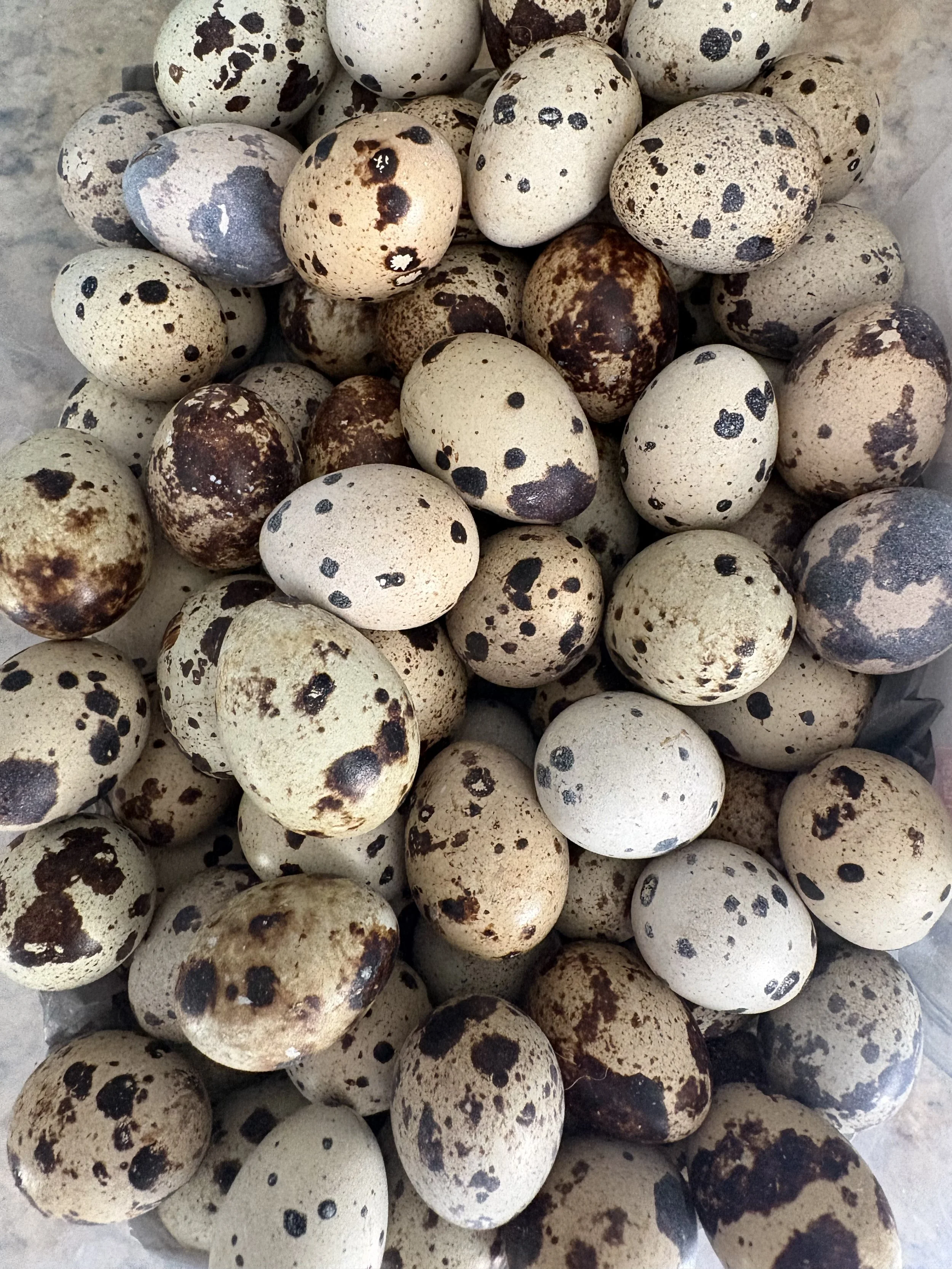 Quail Eggs.jpeg