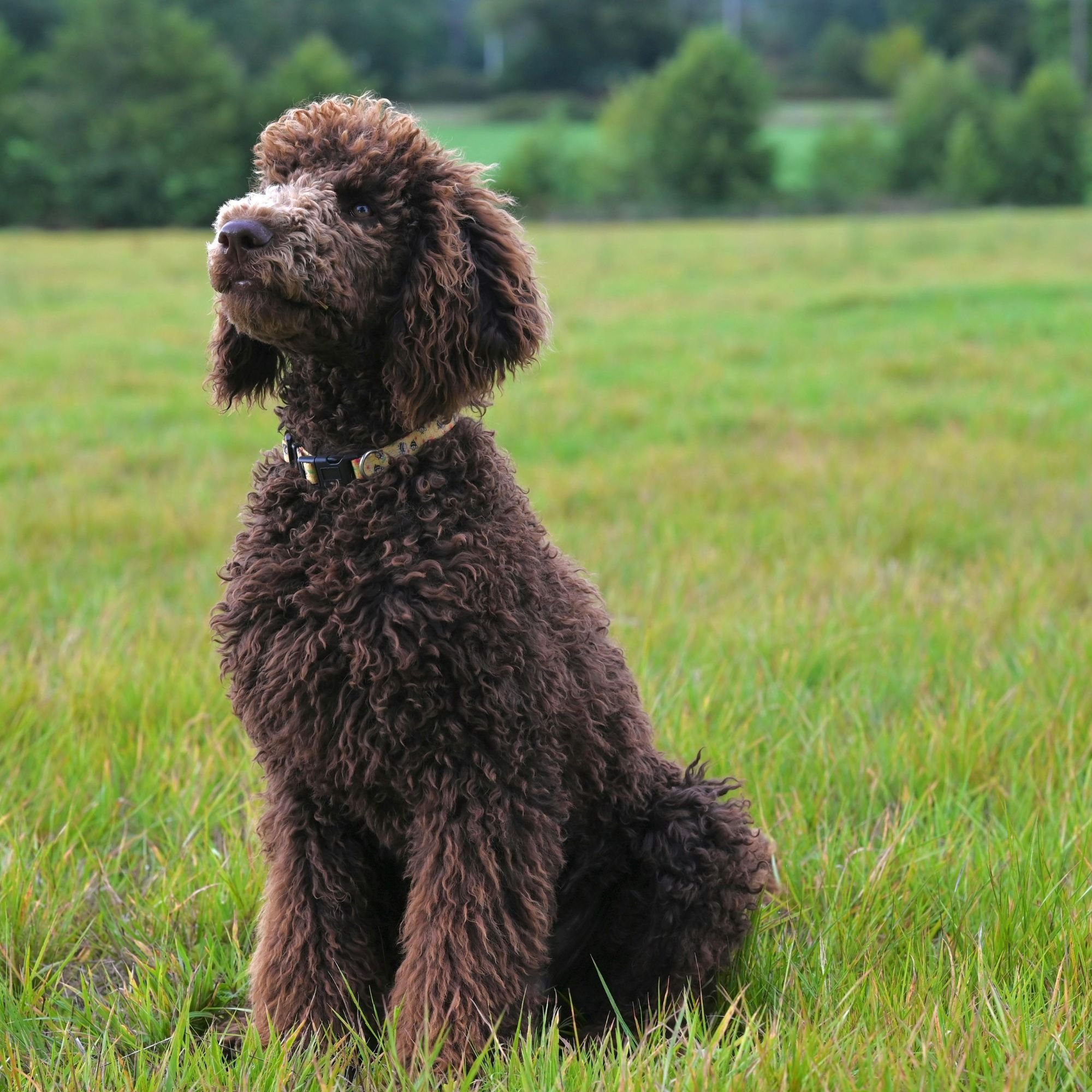 Poodle Hypoallergenic Dogs