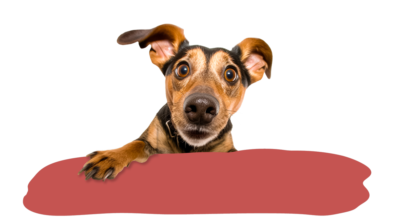 Treatsy Roll, the treat truck, mobile dog treat truck — Simply American