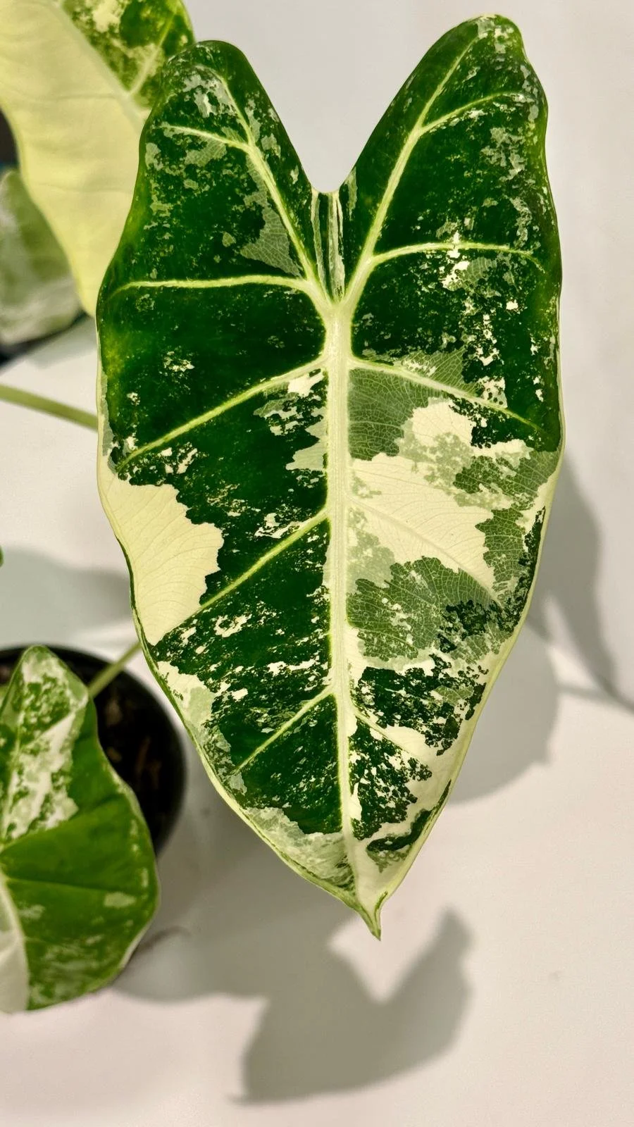 Alocasia Frydek 4”1.jpeg