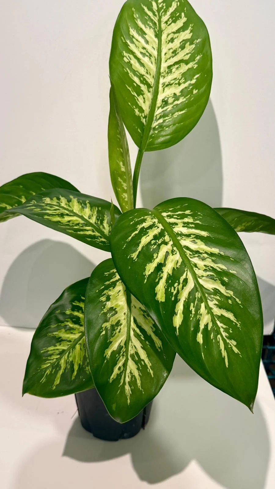Dieffenbachia Tropic Snow 6”.jpeg